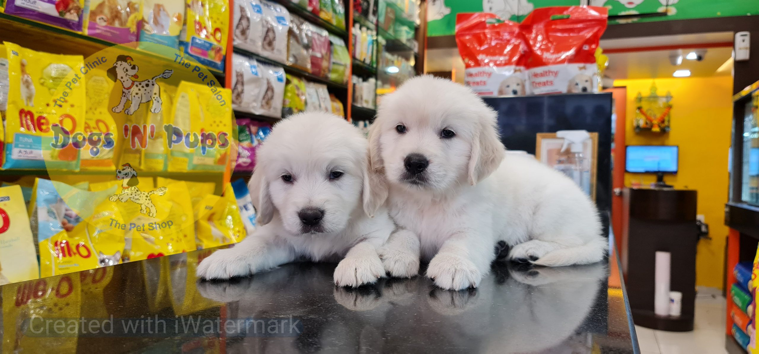 Golden retriever puppies image 9
