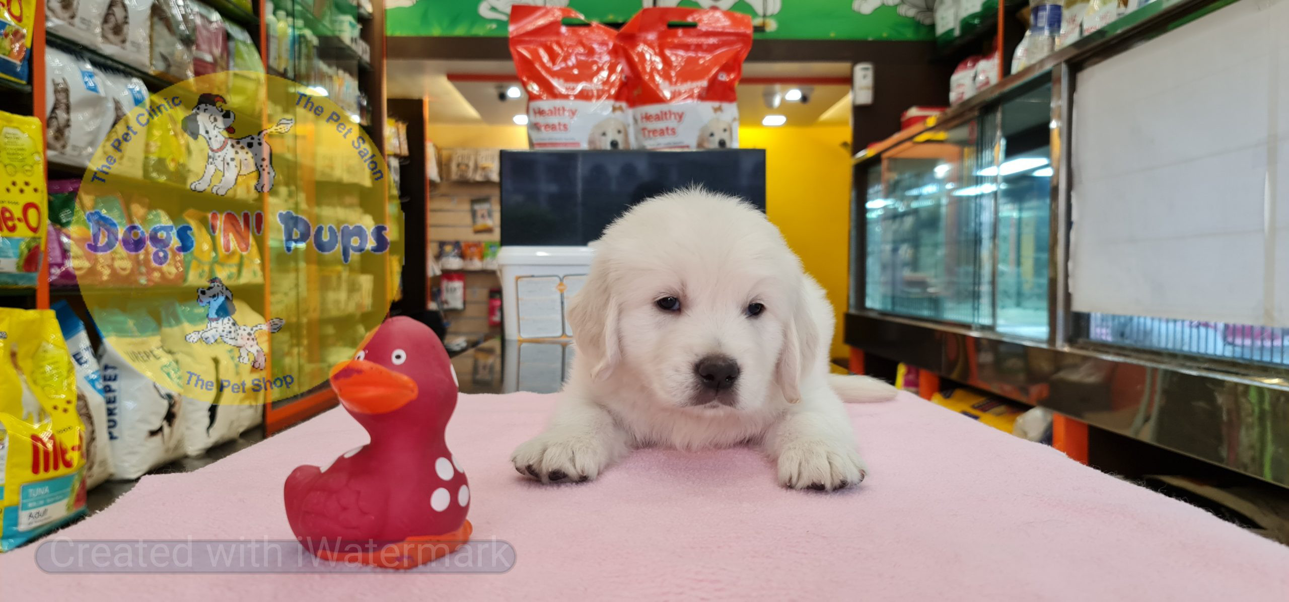 Golden retriever puppies image 10