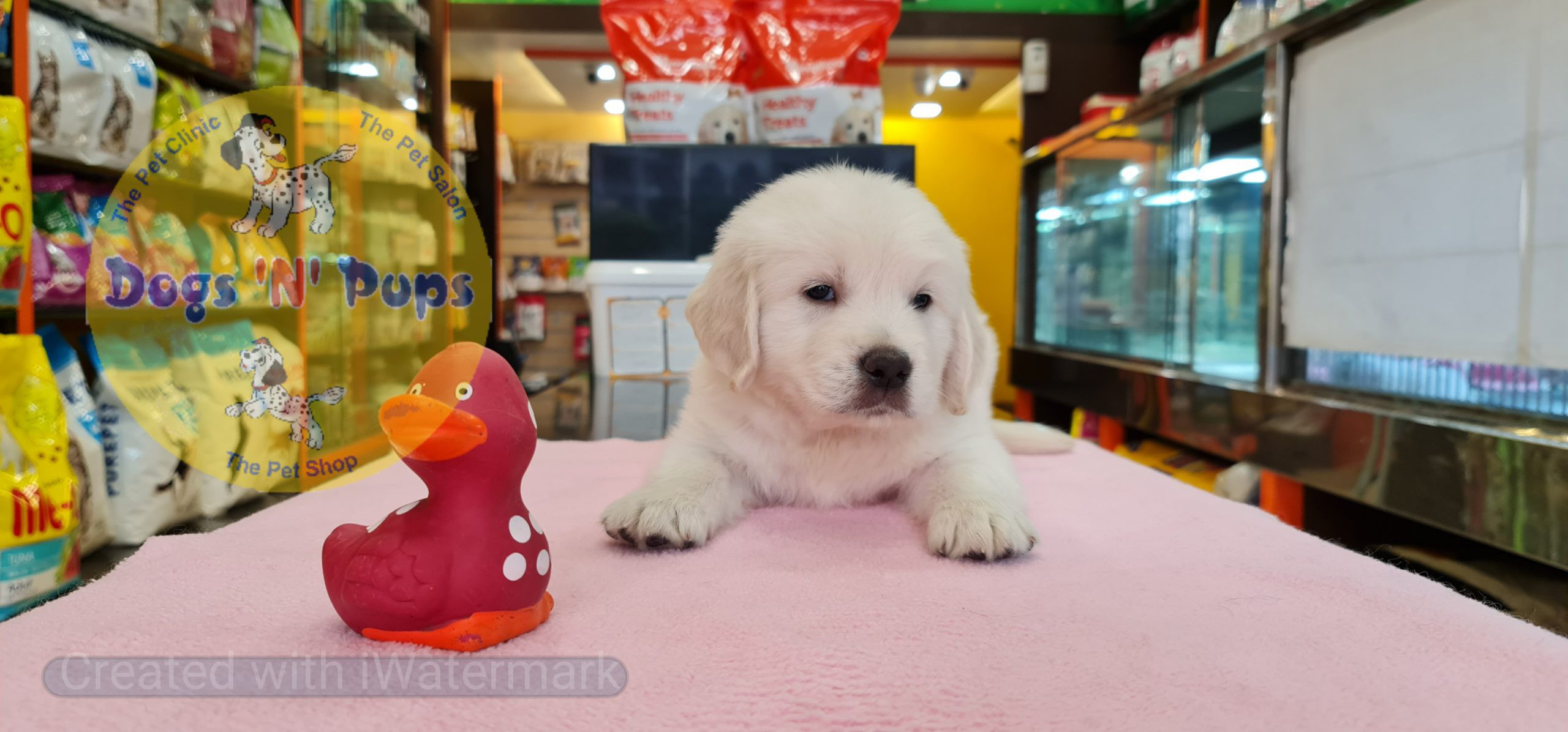 Golden retriever puppies image 11