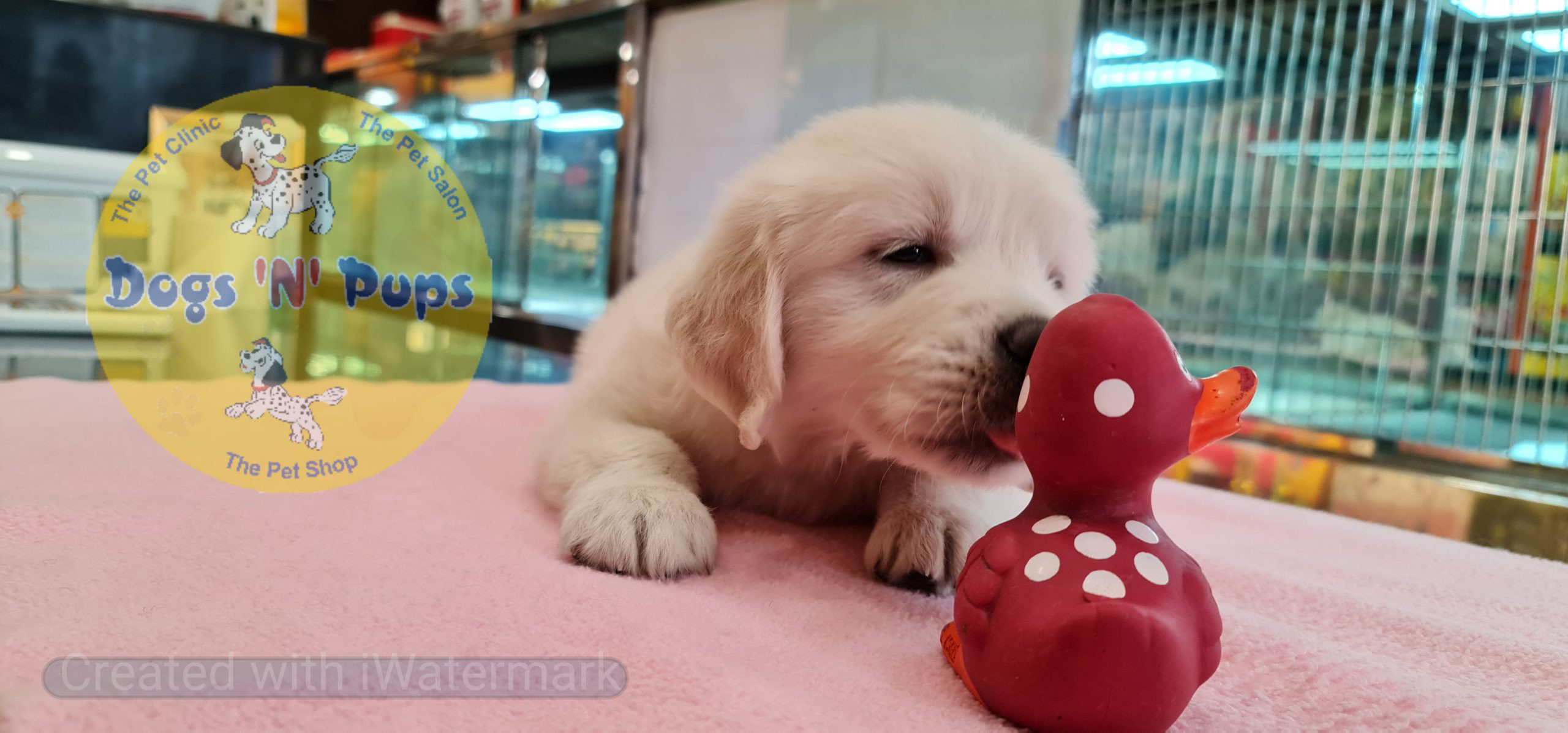 Golden retriever puppies image 12