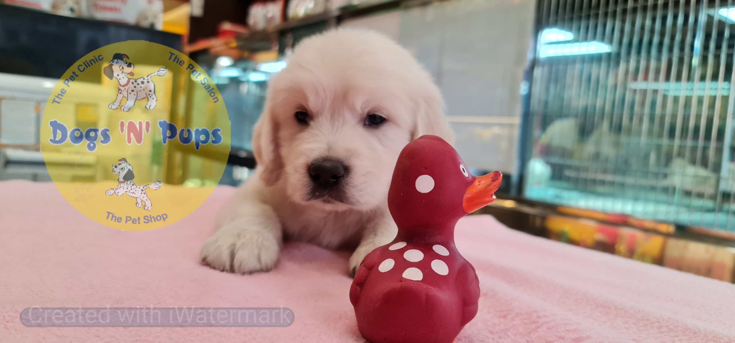 Golden retriever puppies image 13