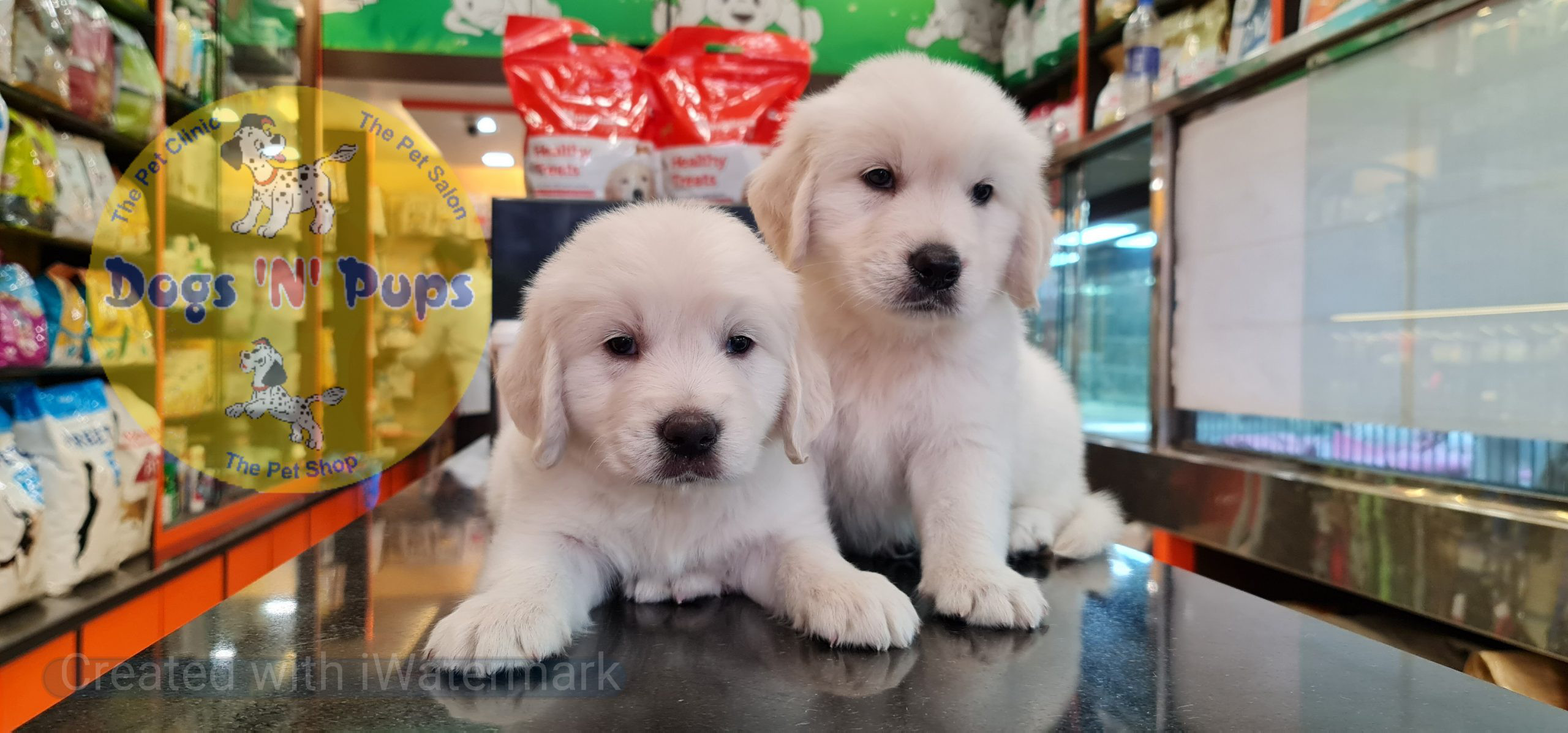 Golden retriever puppies image 14