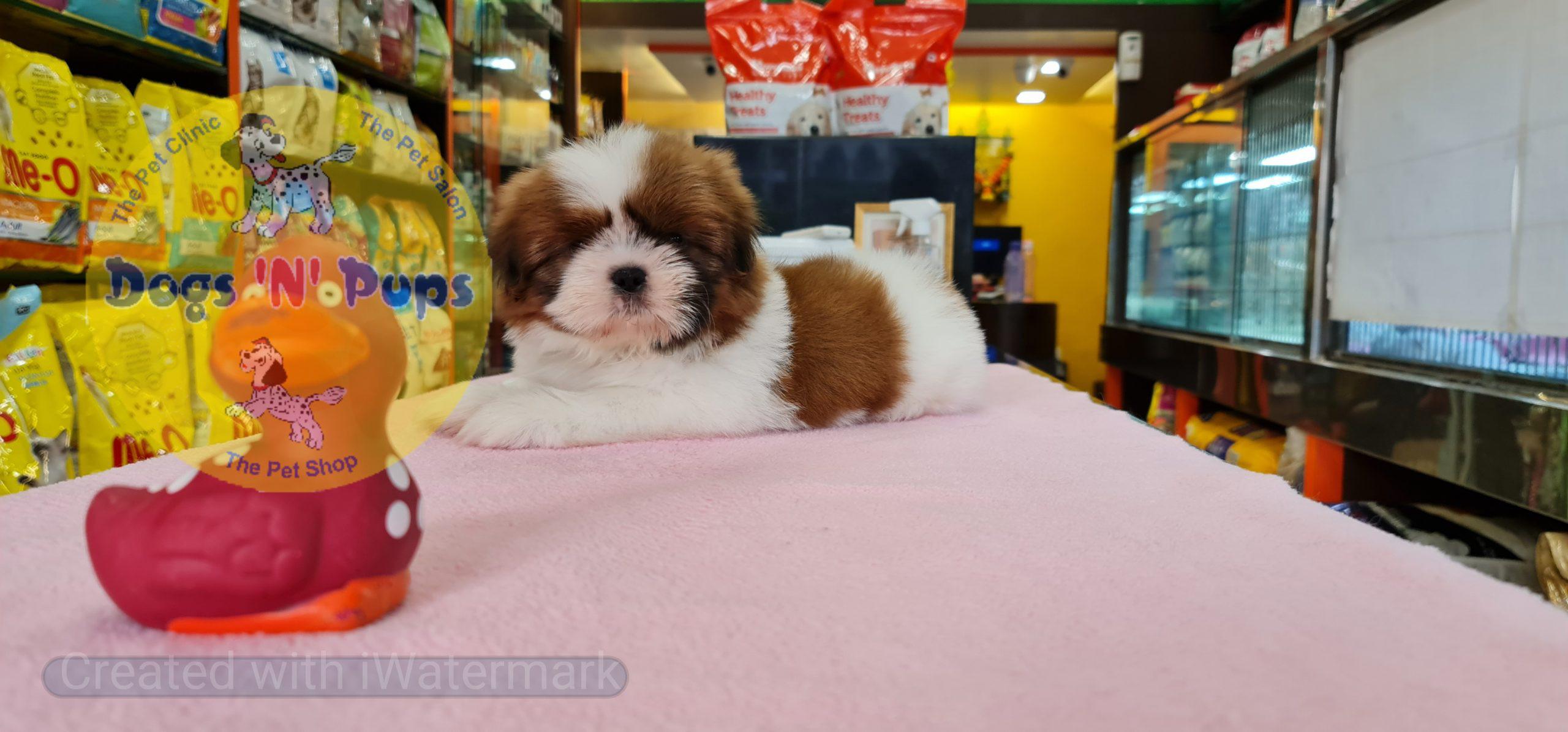 prev dog posted image