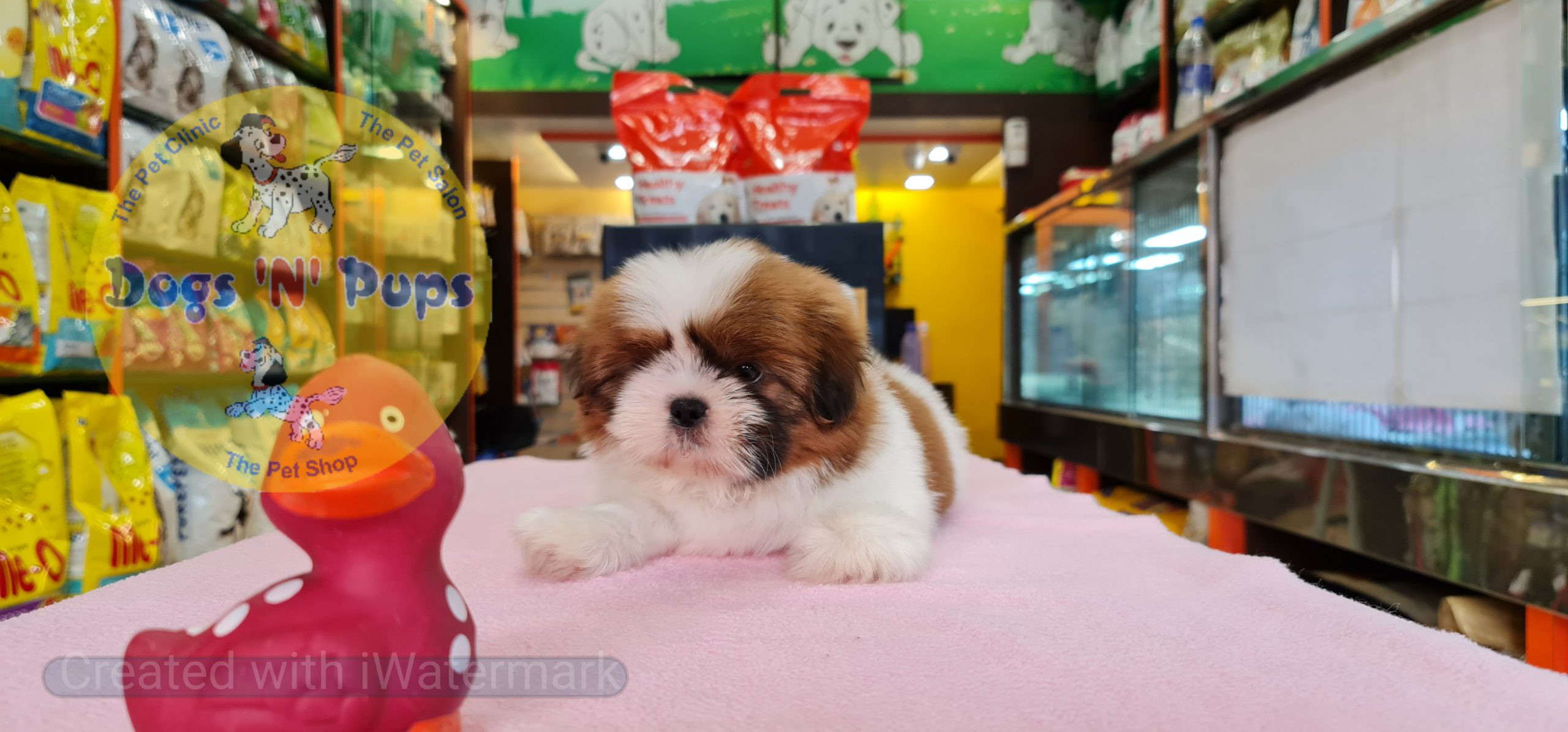 Shihtzu puppy image 2
