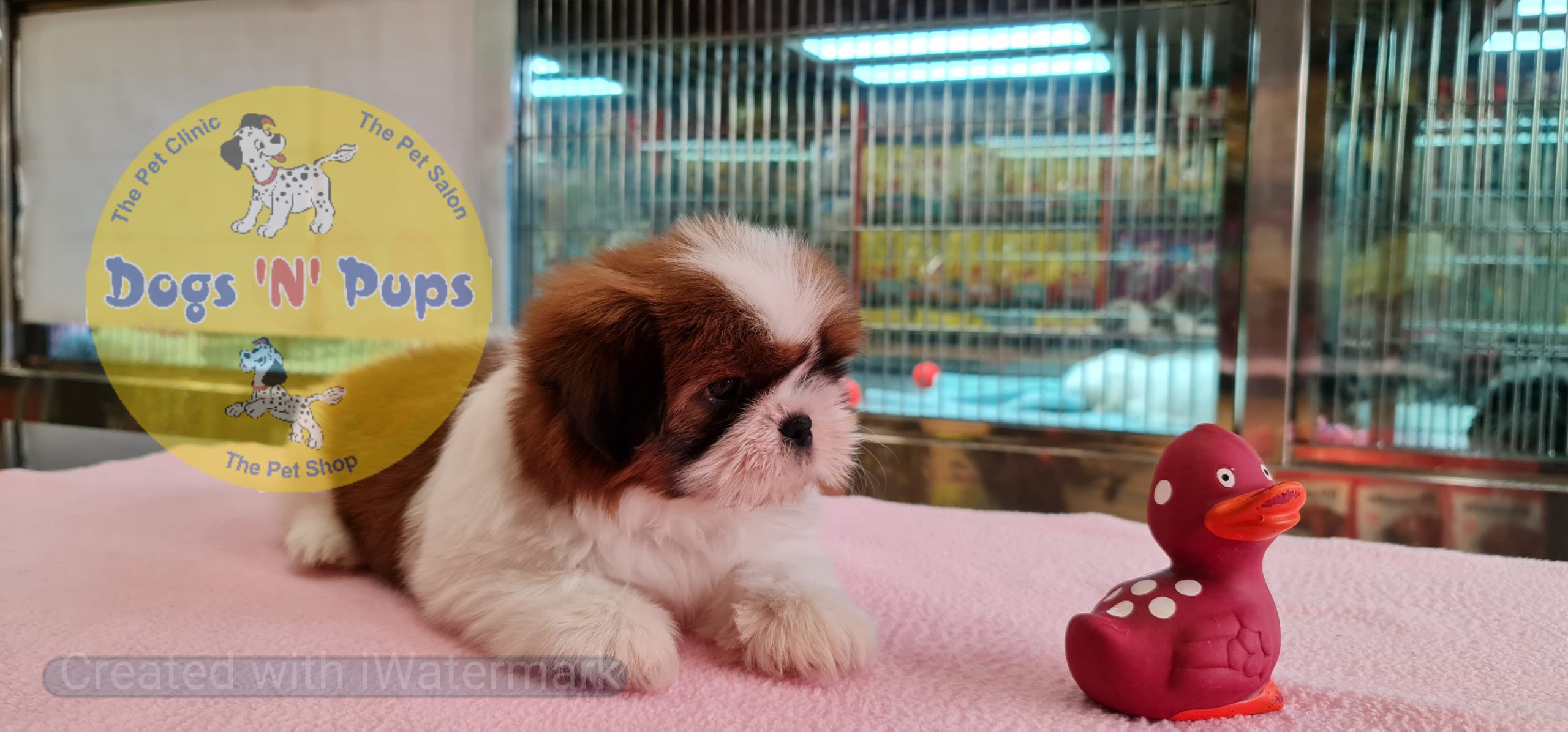 Shihtzu puppy image 3