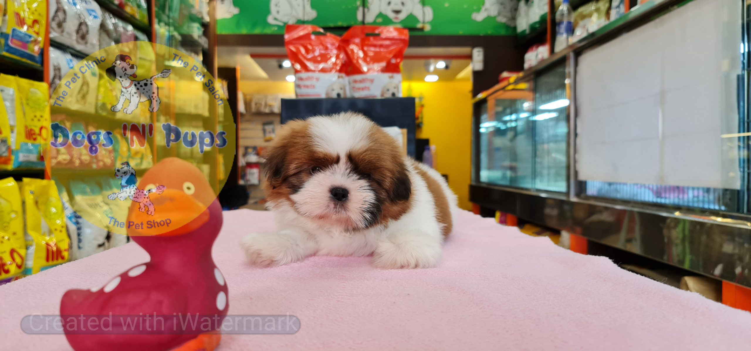 Shihtzu puppy image 4