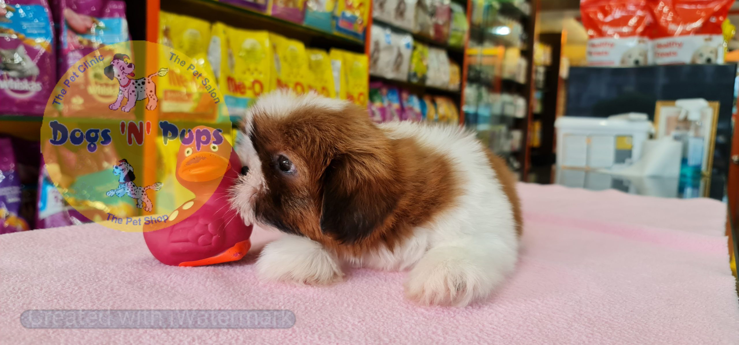 Shihtzu puppy image 5