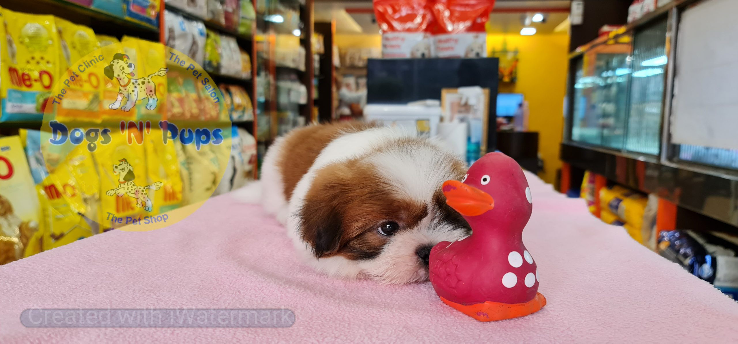 Shihtzu puppy image 6
