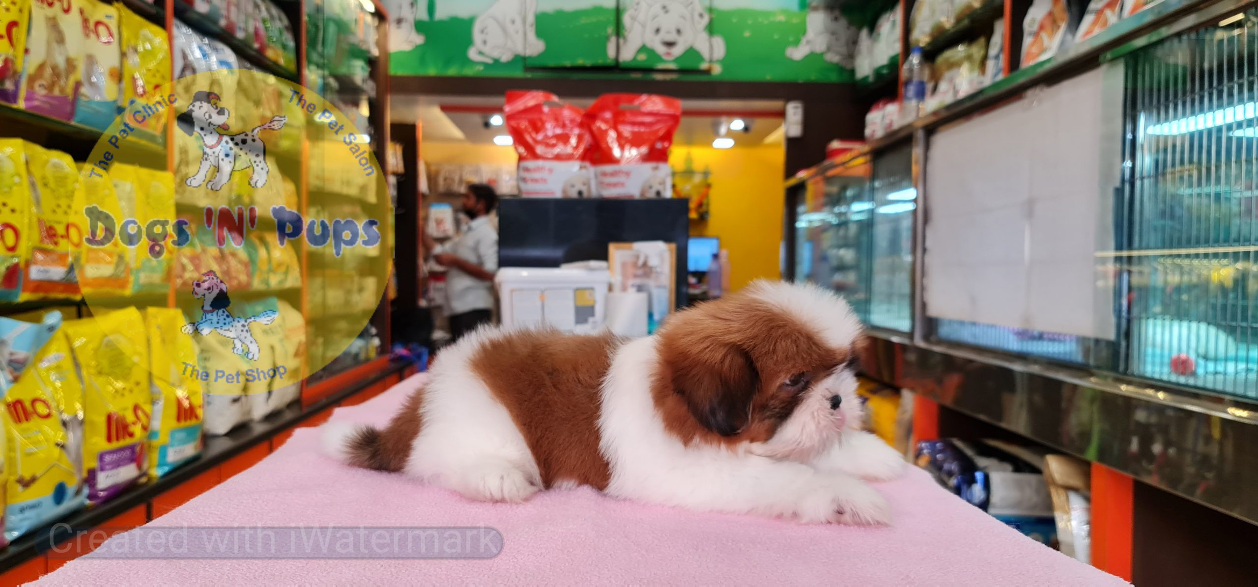 Shihtzu puppy image 7