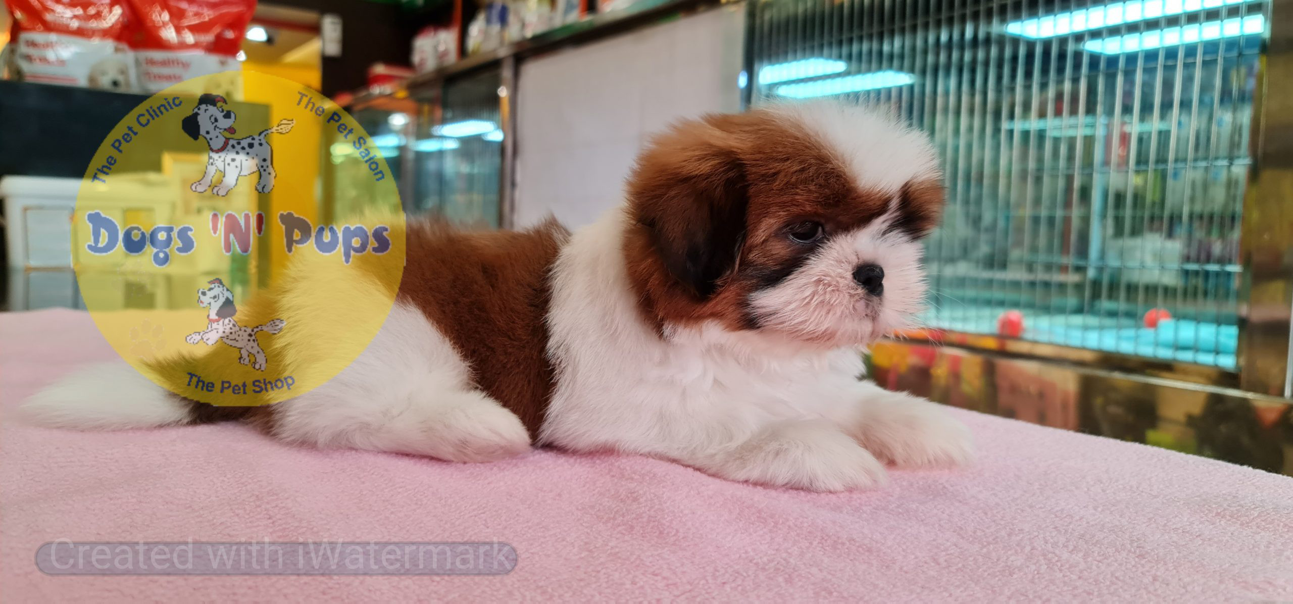Shihtzu puppy image 8