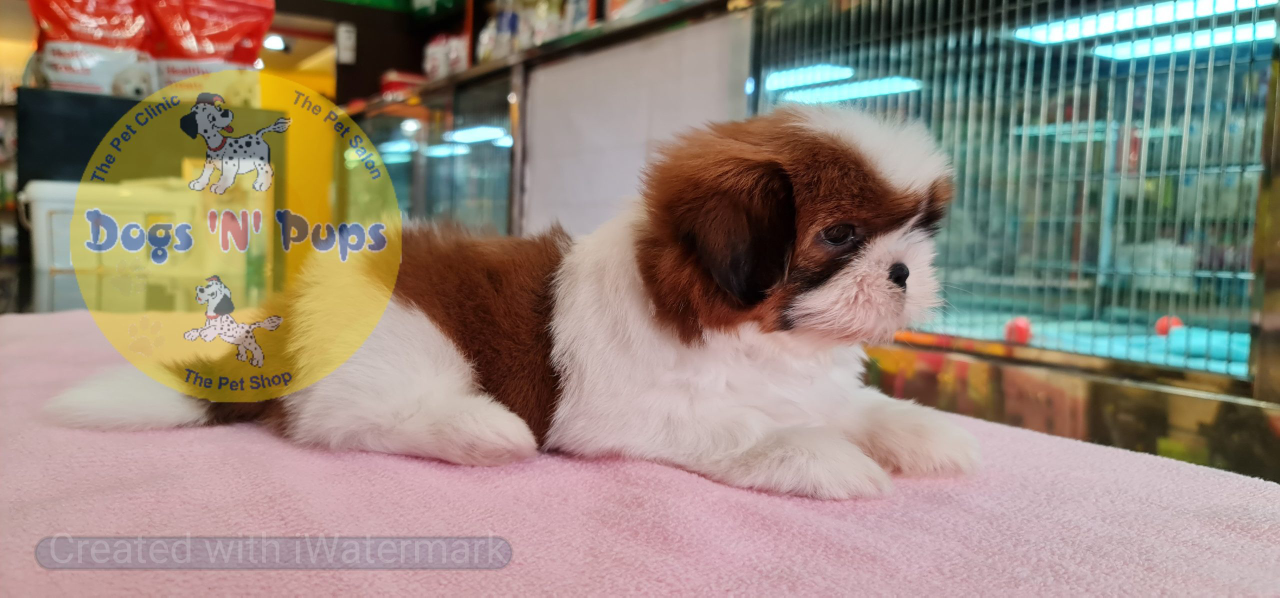 Shihtzu puppy image 9