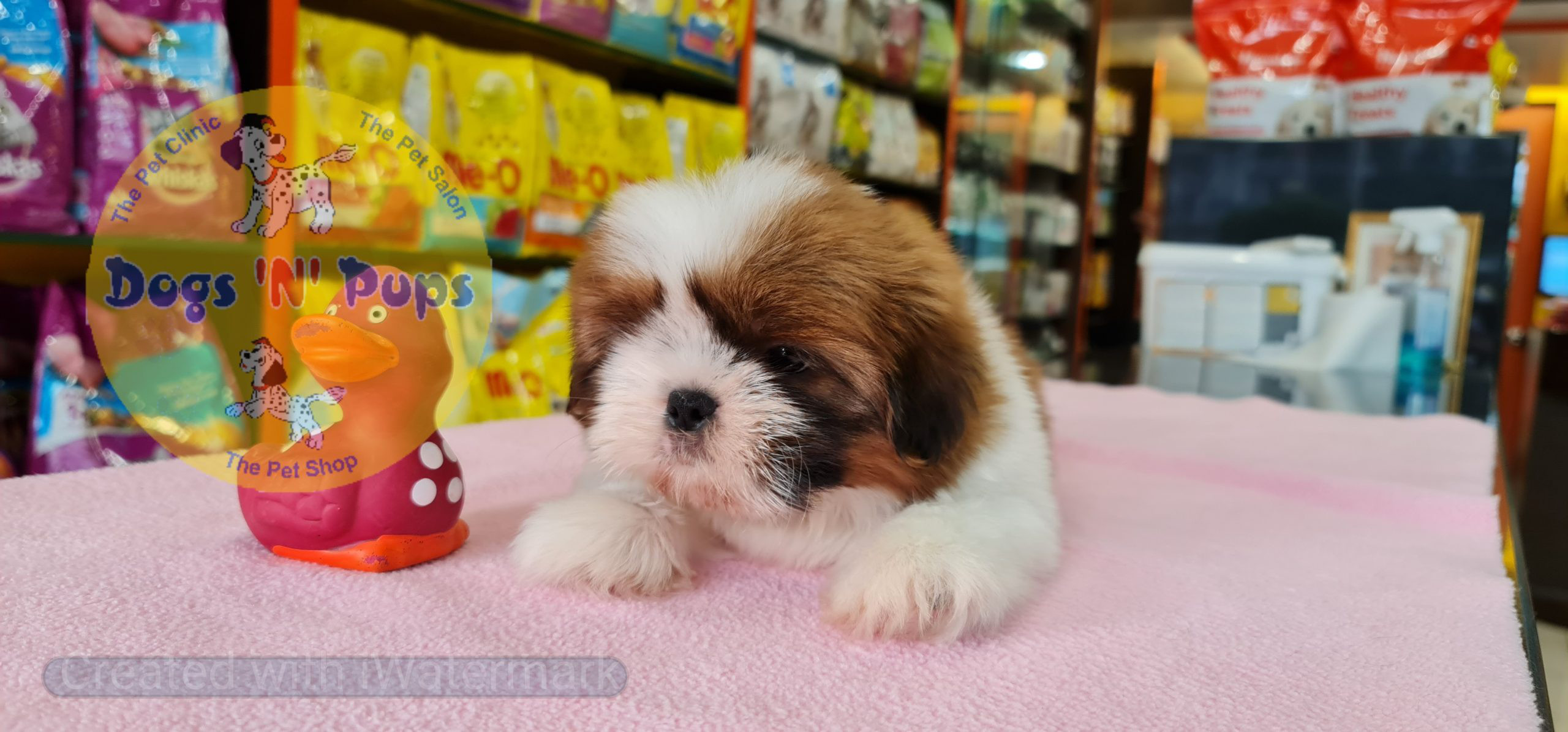 Shihtzu puppy image 10