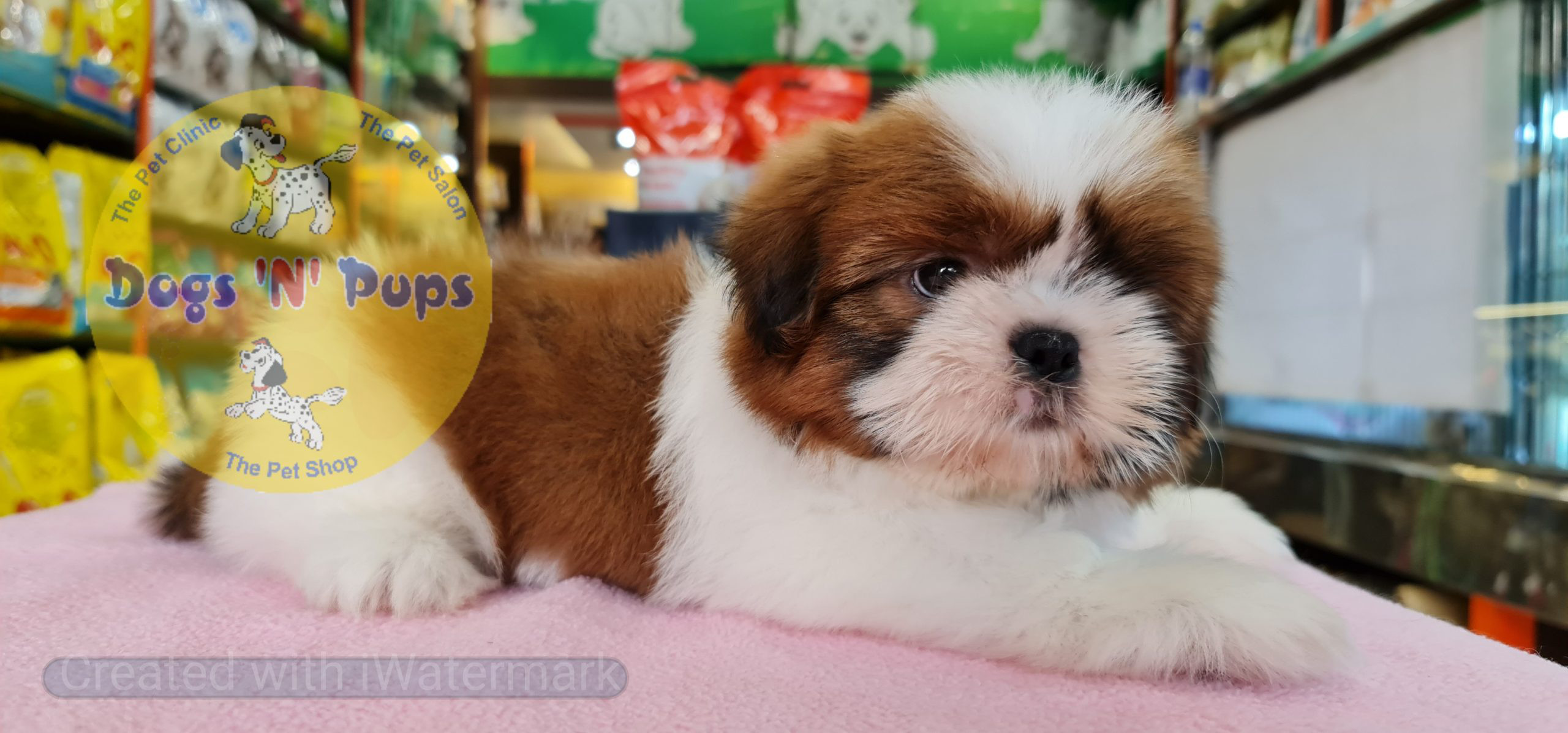 Shihtzu puppy image 11