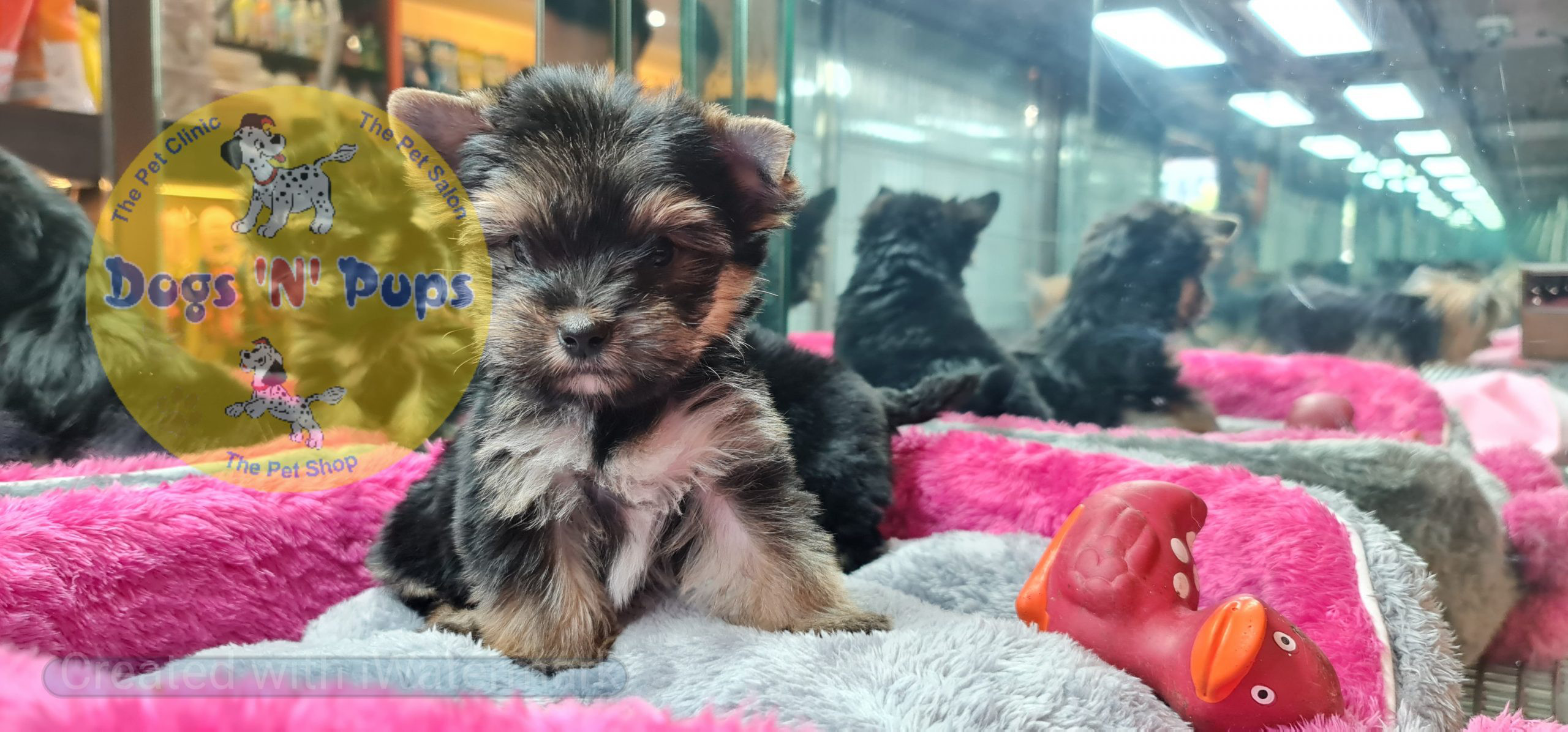 prev dog posted image