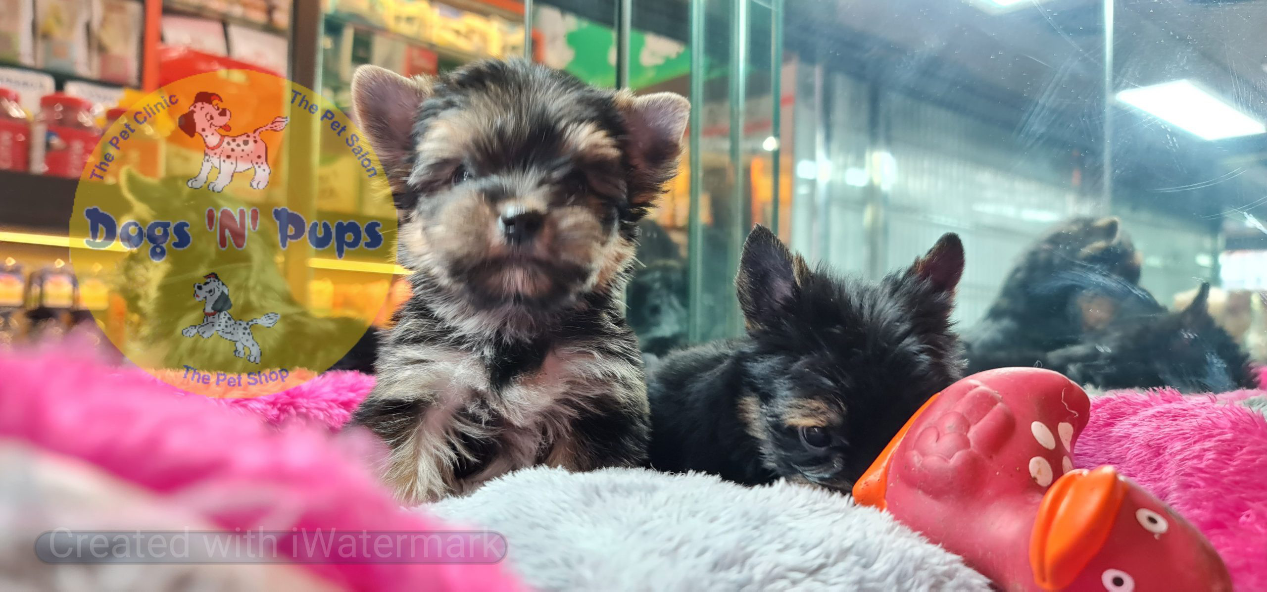 Yorkshire terrior puppies image 2