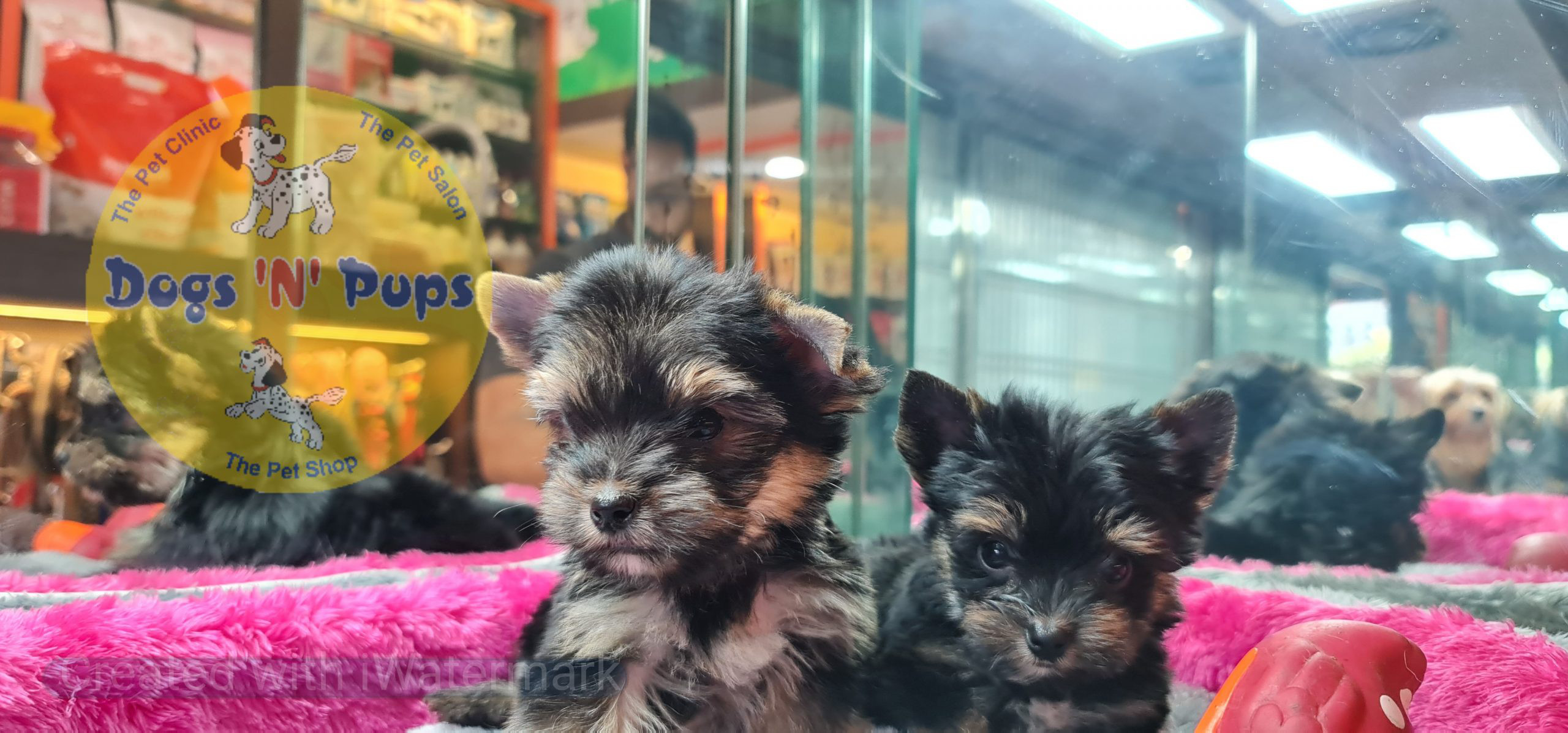 Yorkshire terrior puppies image 3