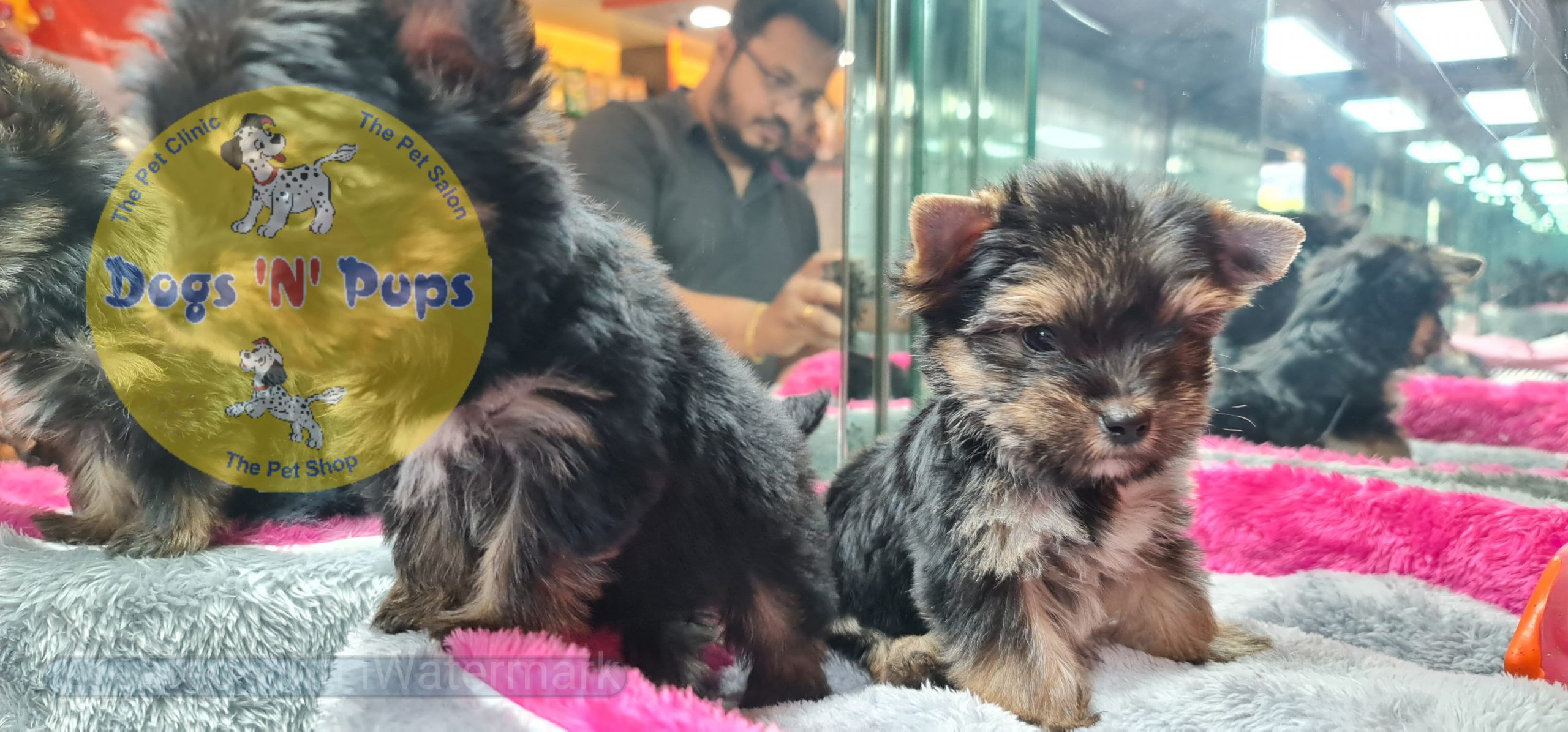 Yorkshire terrior puppies image 4