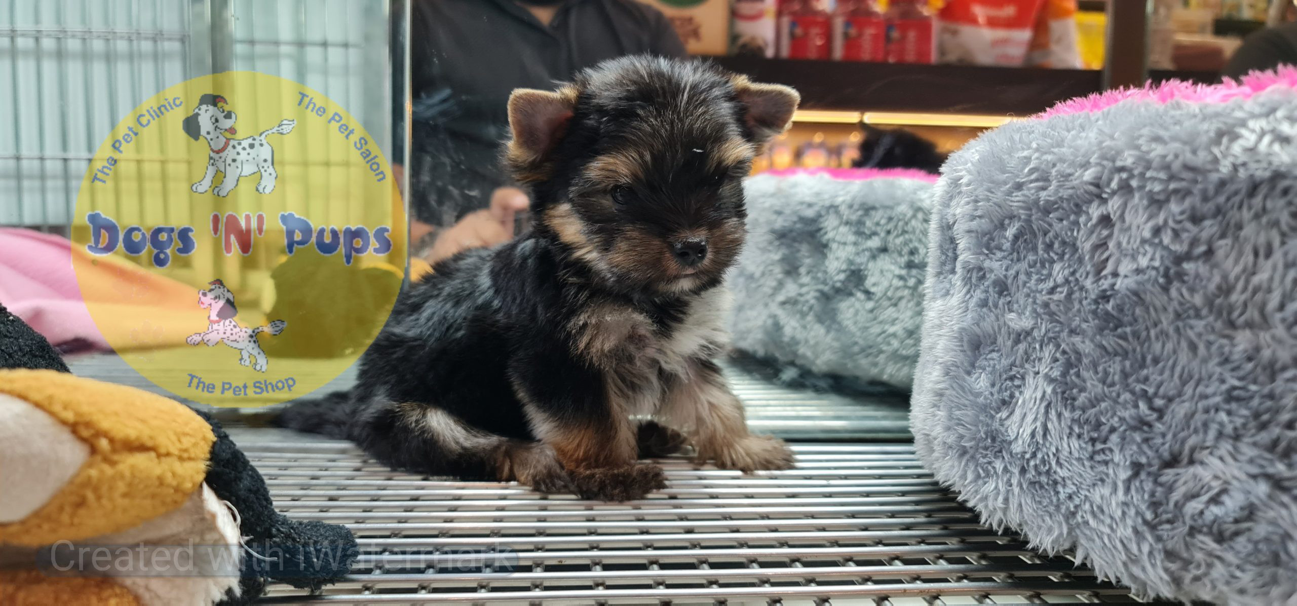 Yorkshire terrior puppies image 5