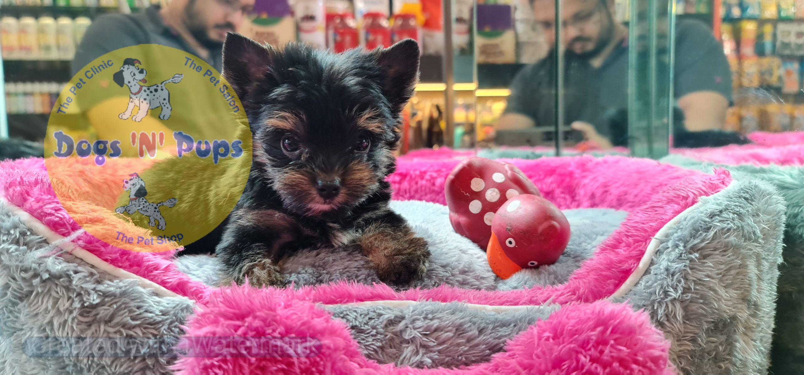 Yorkshire terrior puppies image 6