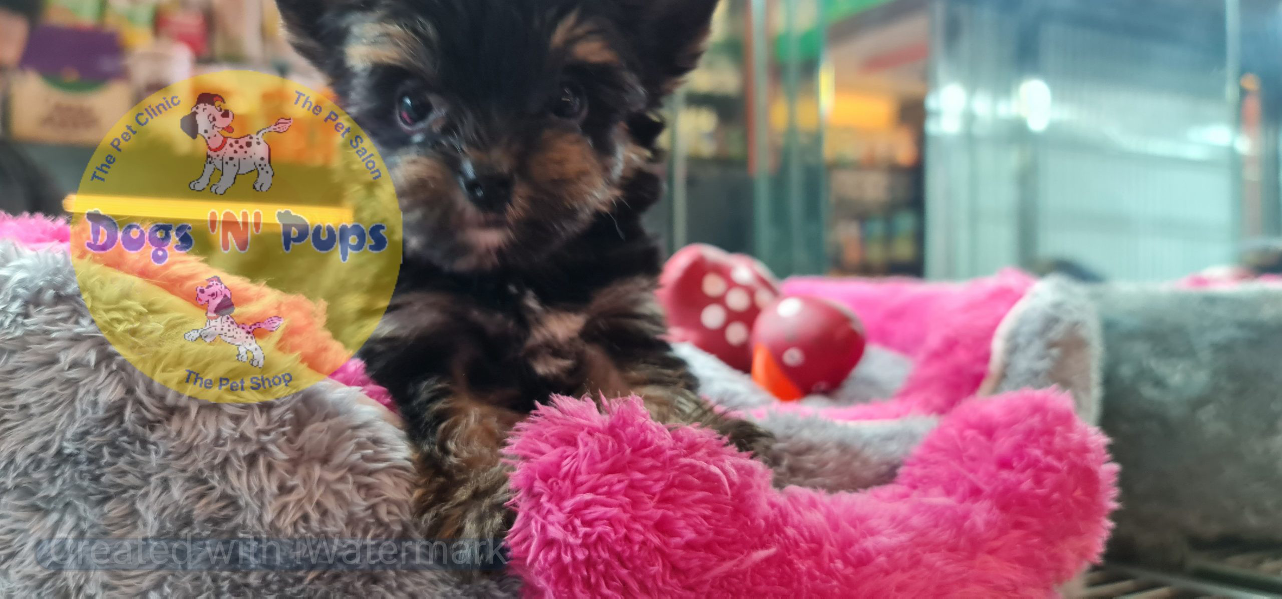 Yorkshire terrior puppies image 7