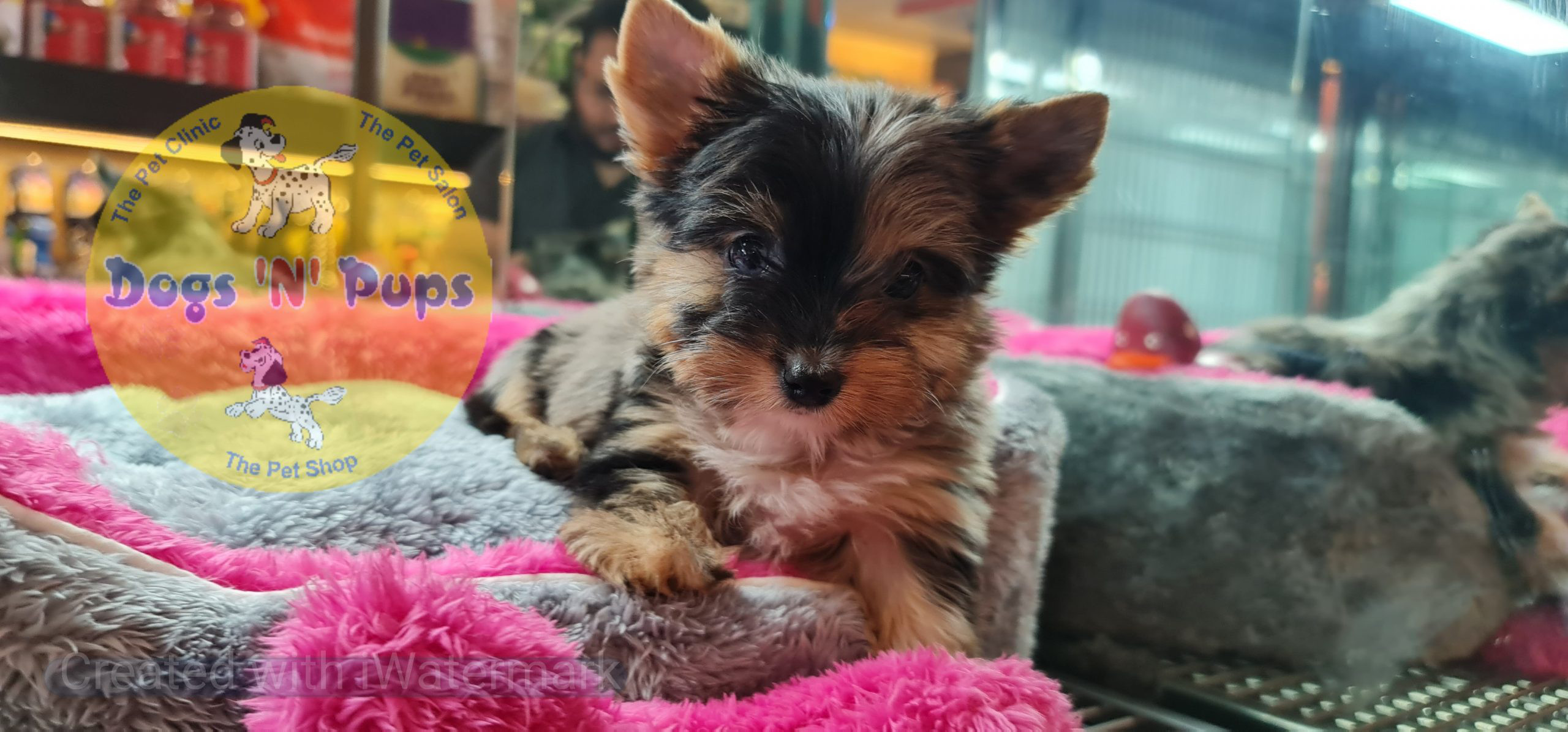 Yorkshire terrior puppies image 8