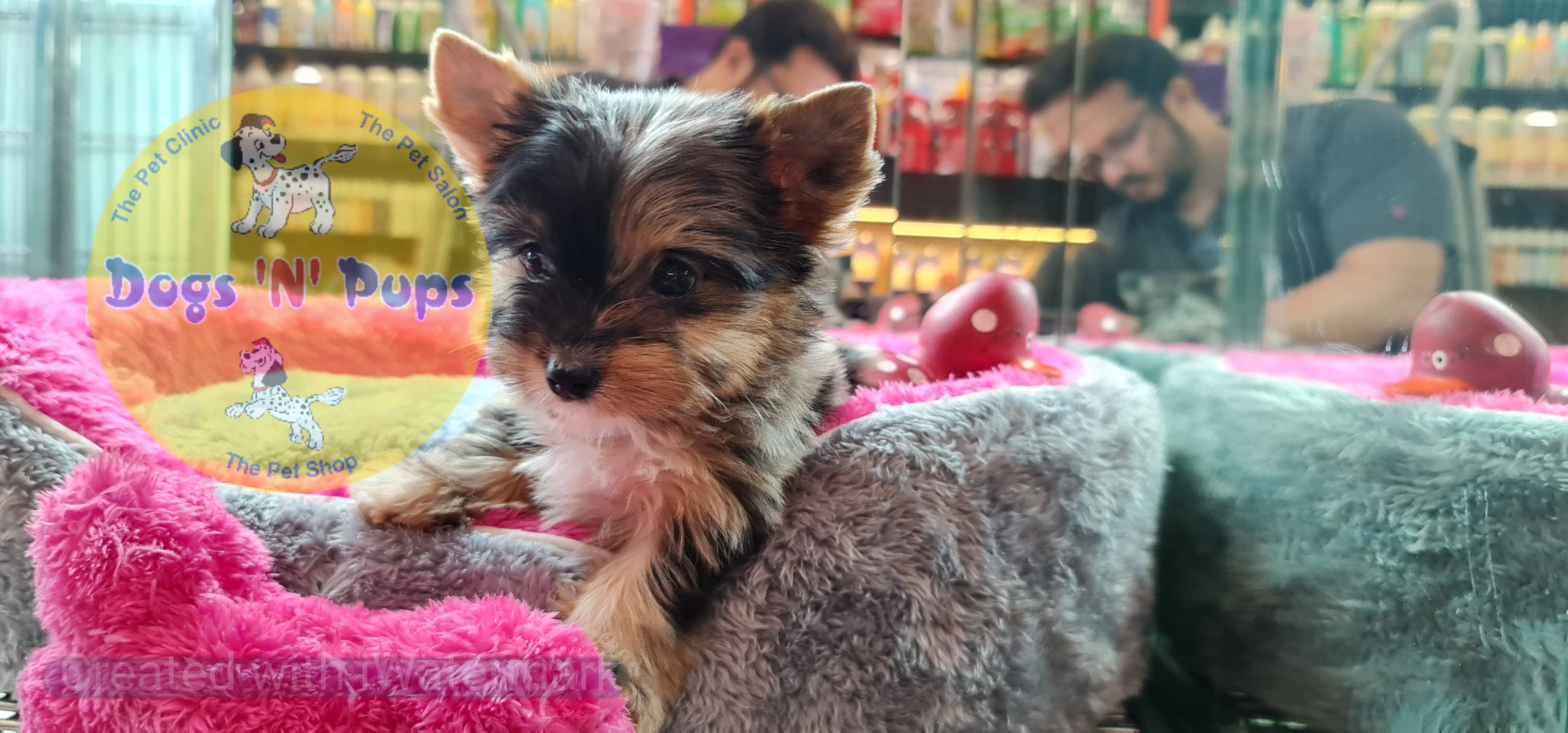 Yorkshire terrior puppies image 9