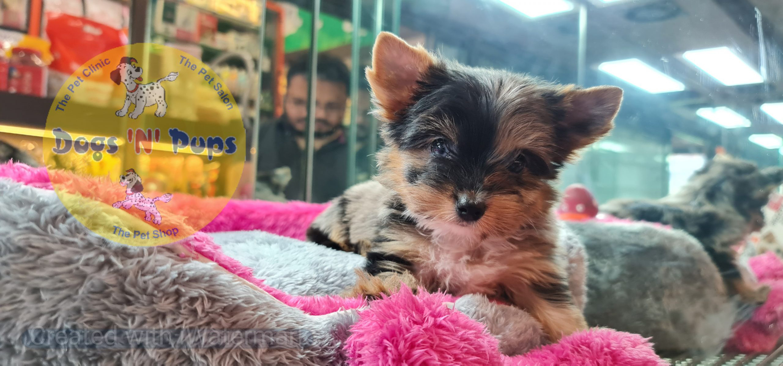 Yorkshire terrior puppies image 10