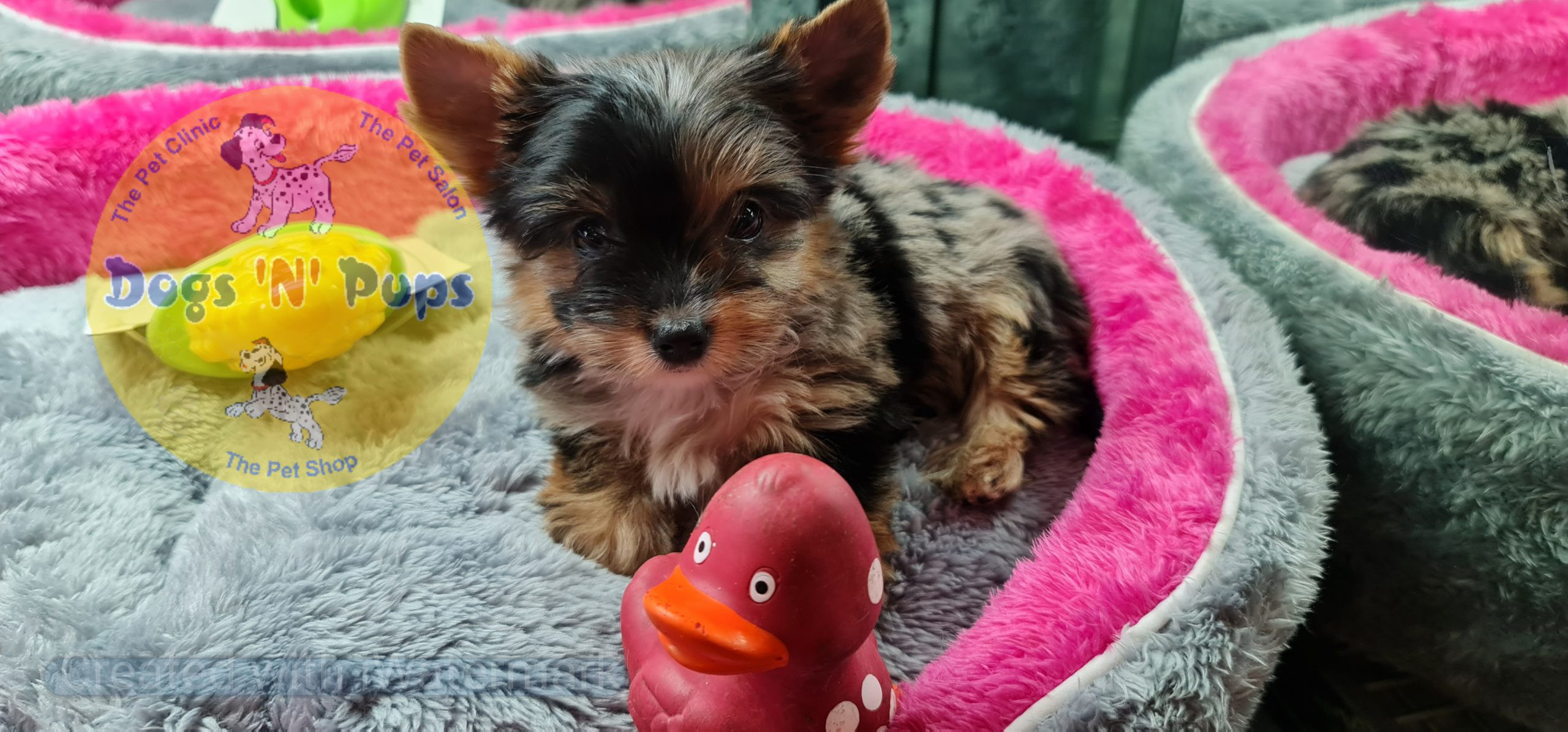 Yorkshire terrior puppies image 11