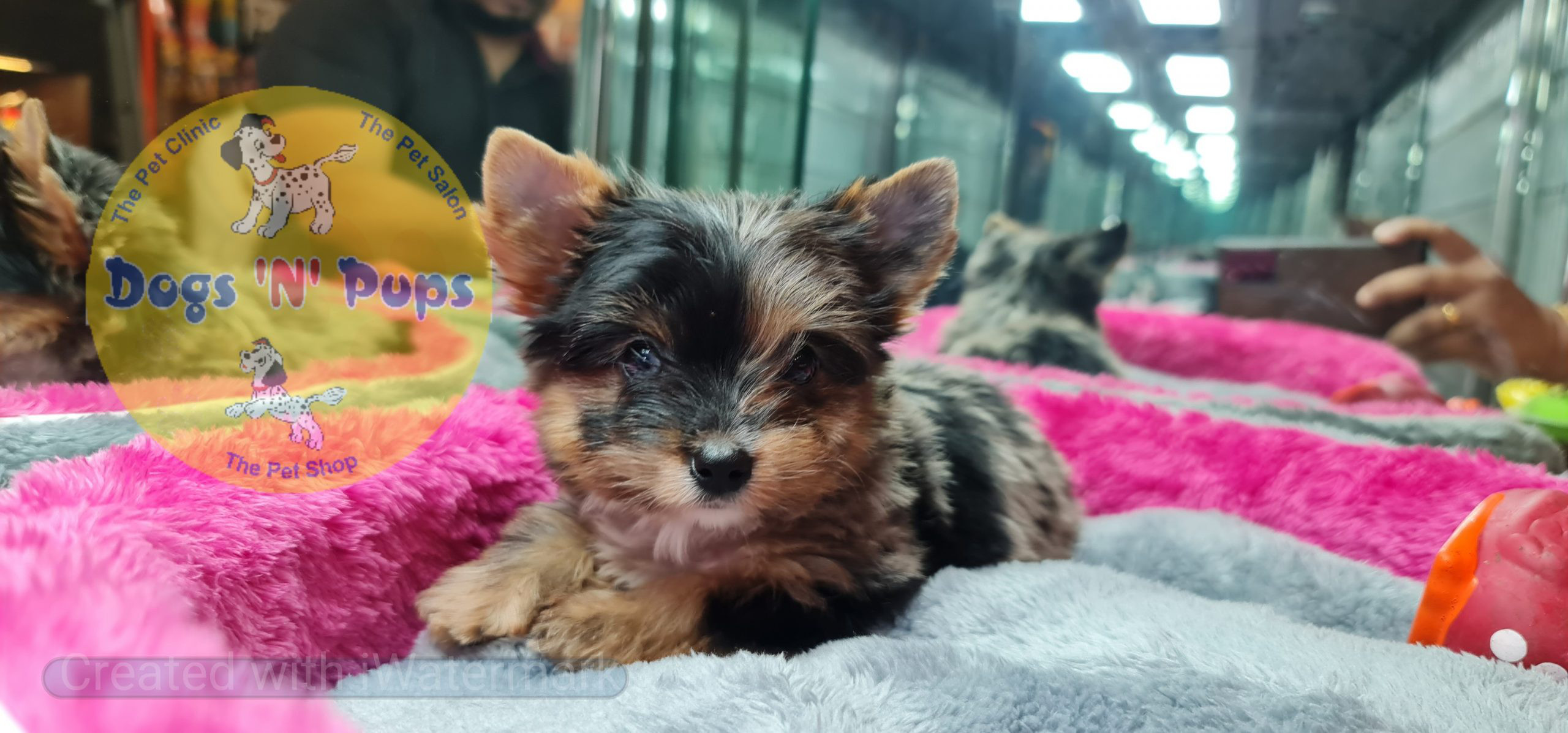 Yorkshire terrior puppies image 12