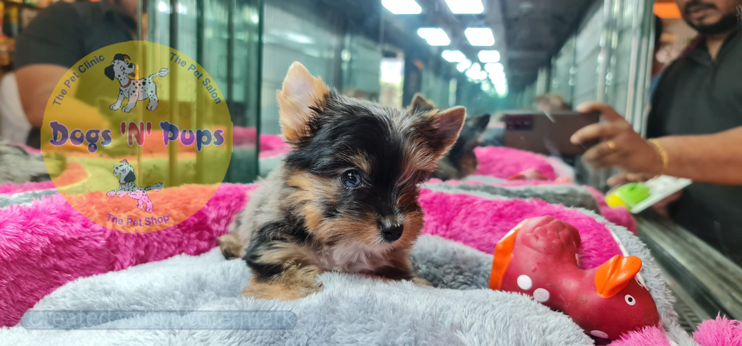 Yorkshire terrior puppies image 13