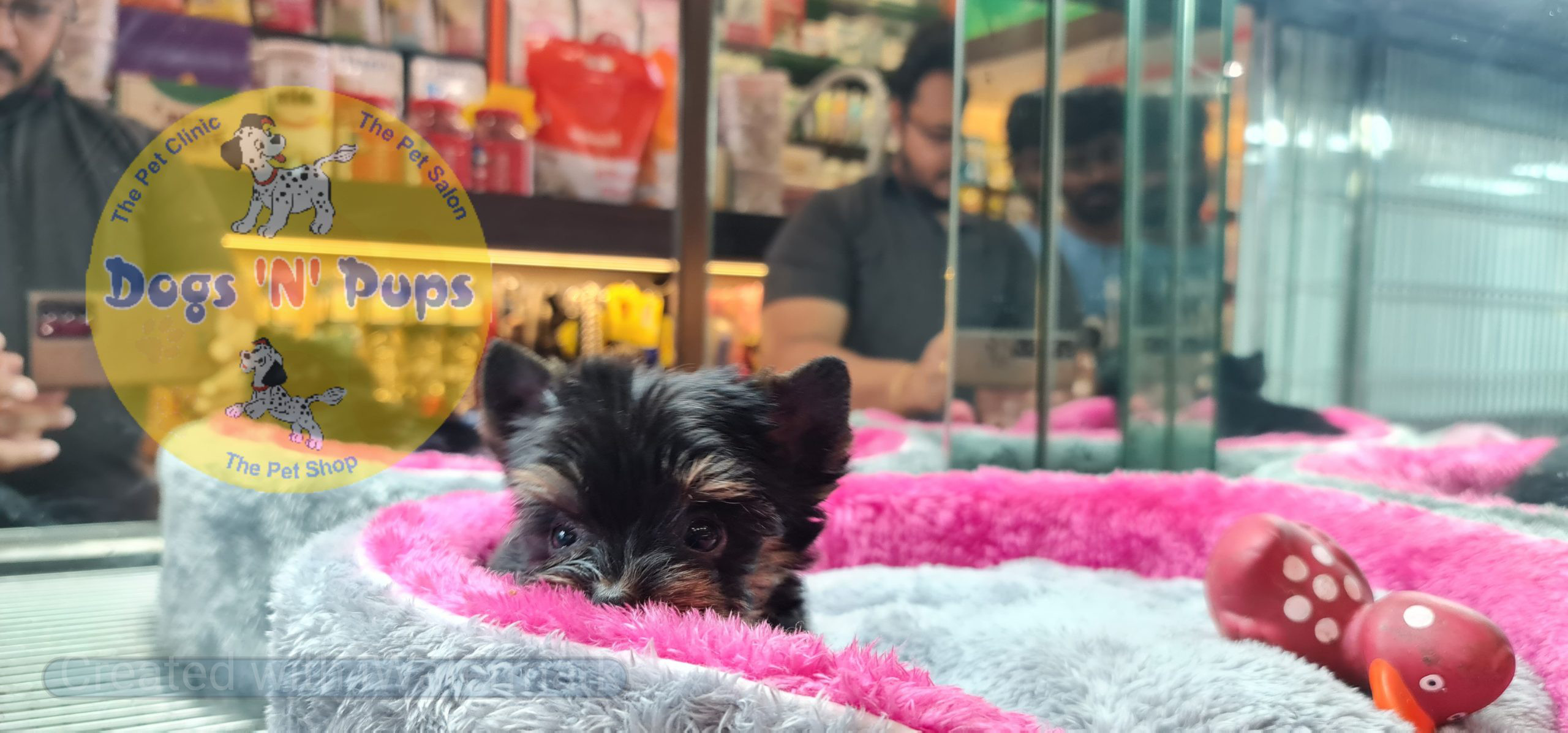 Yorkshire terrior puppies image 14