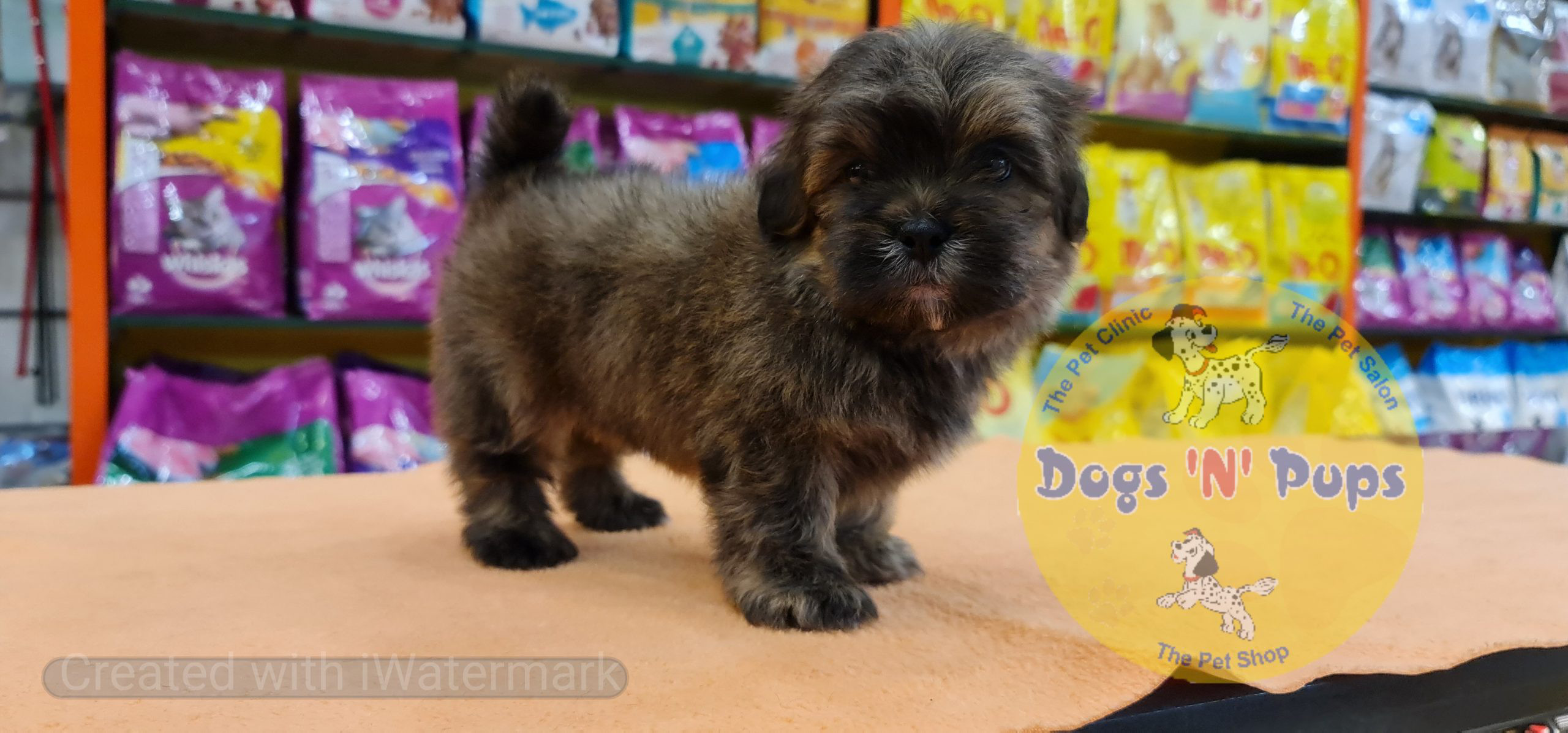 pet Lhasa Apso header image