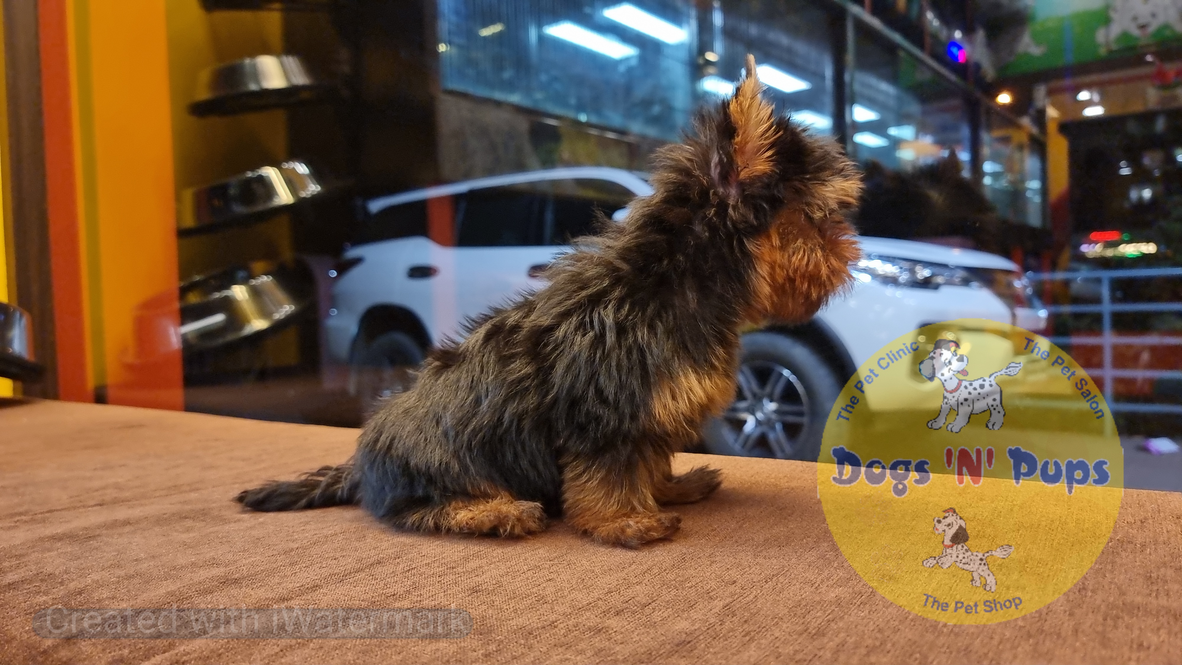 Yorkshire terrior  image 9