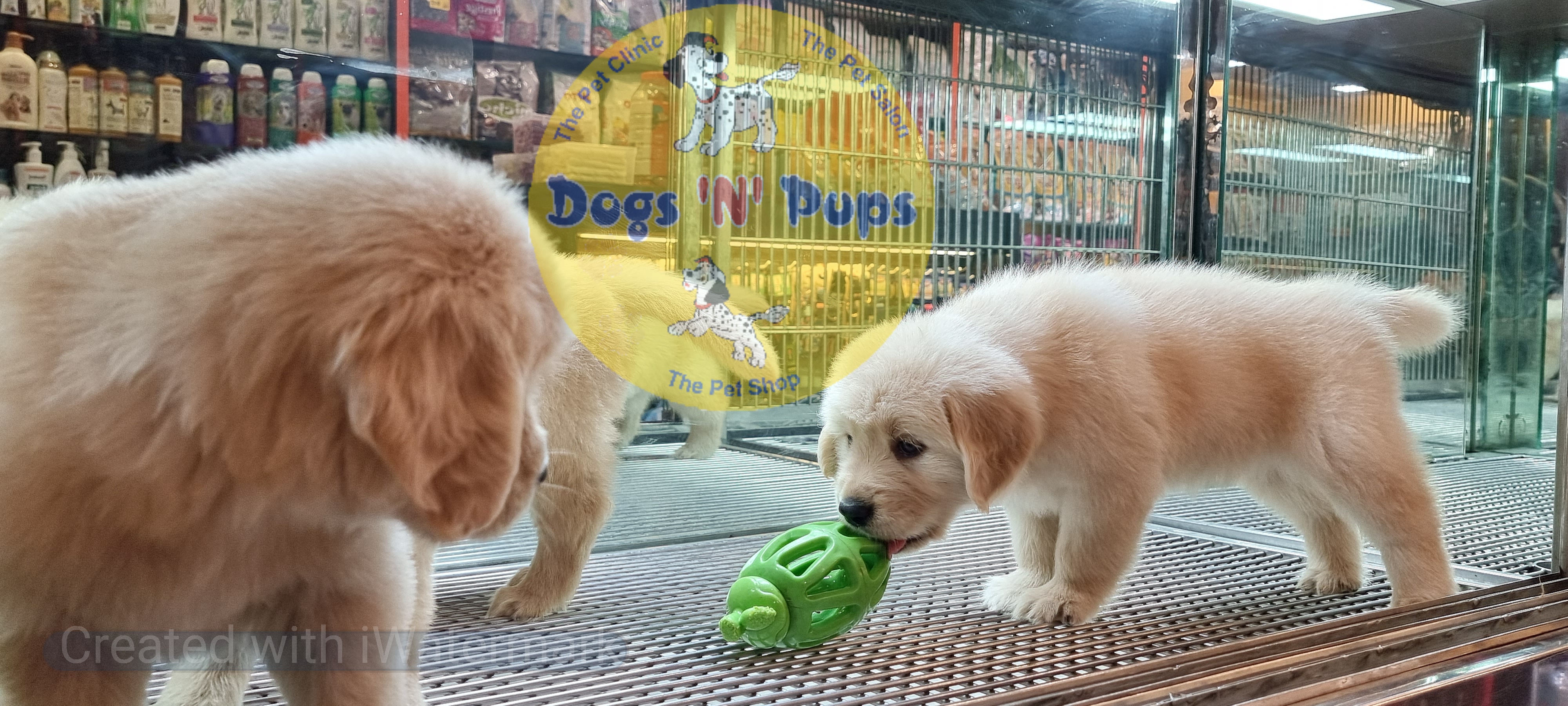 Golden retriever puppies  image 16