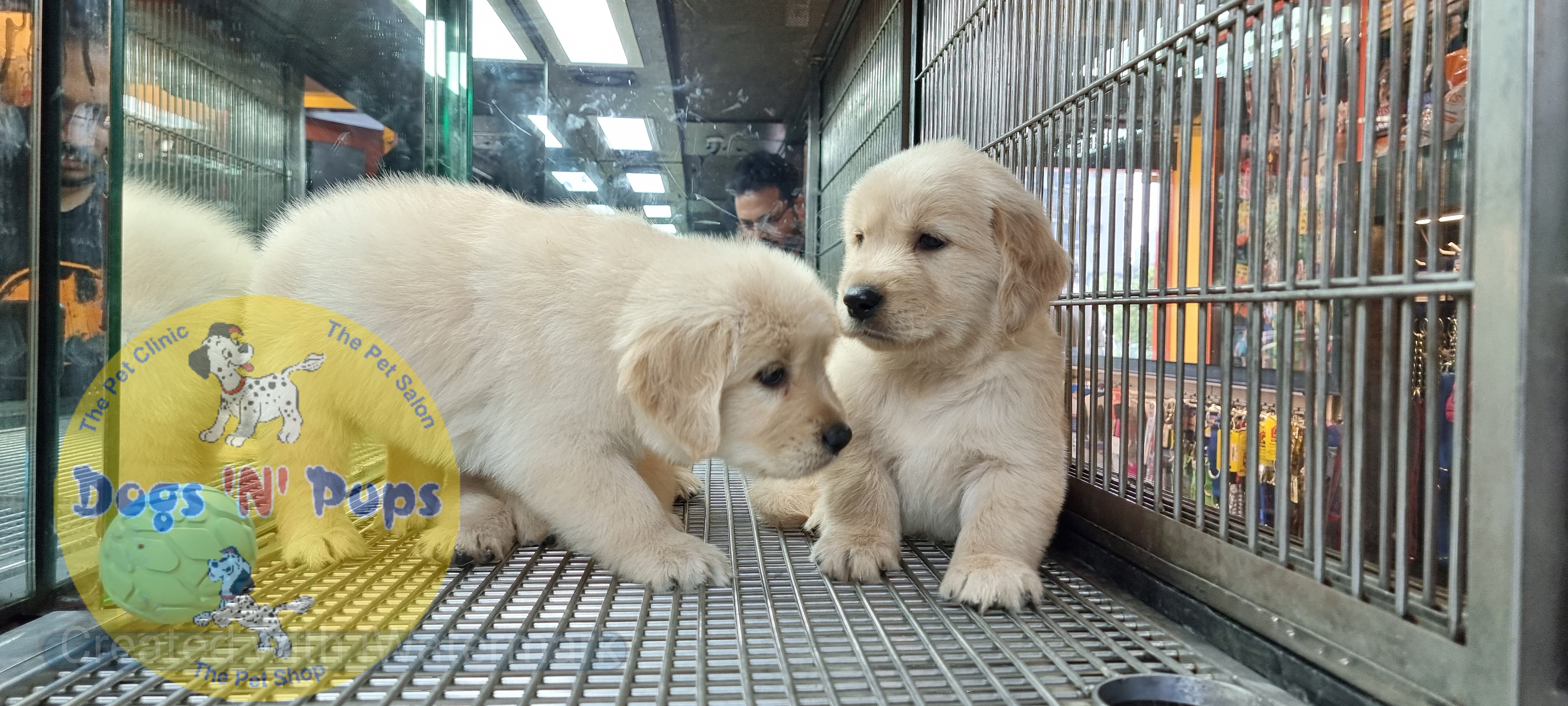 Golden retriever puppies  image 4