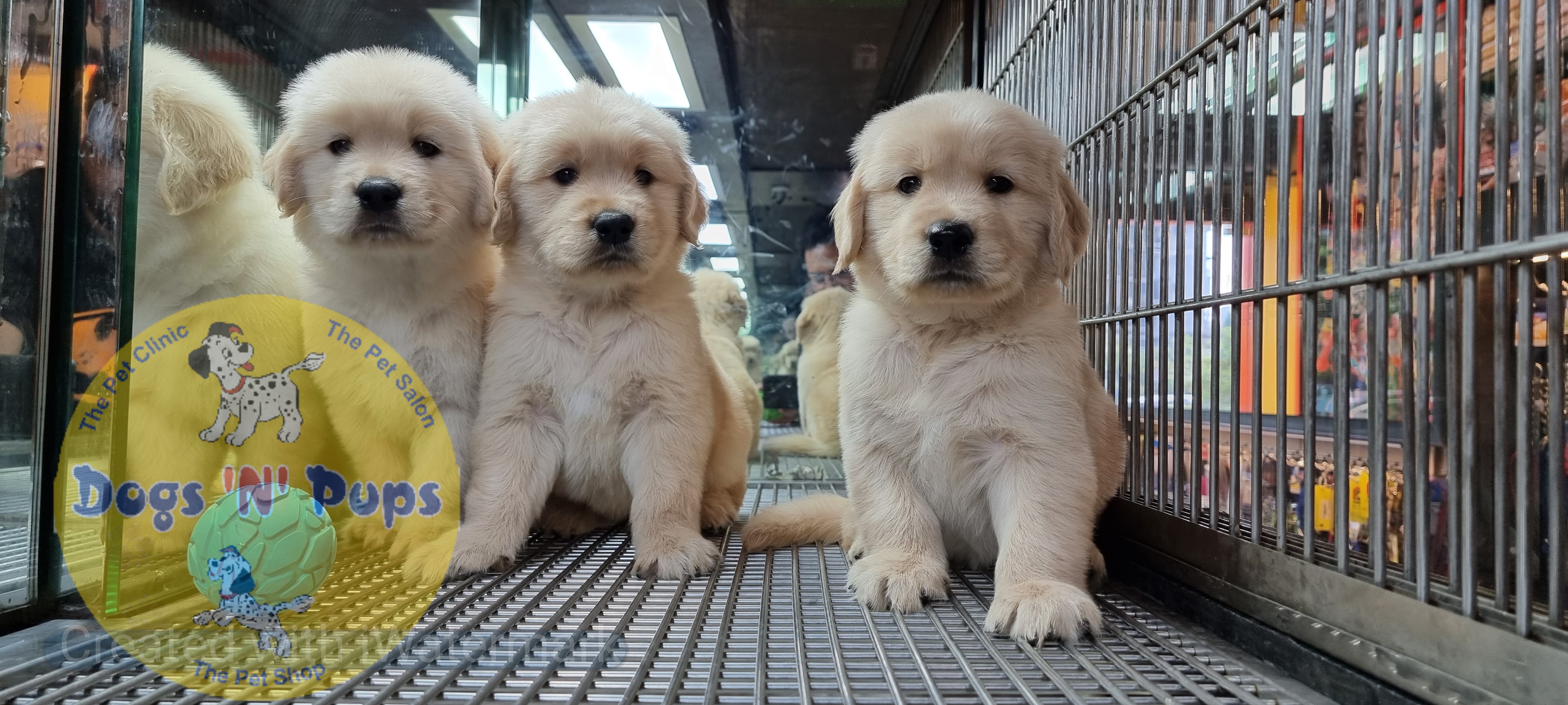 Golden retriever puppies  image 10