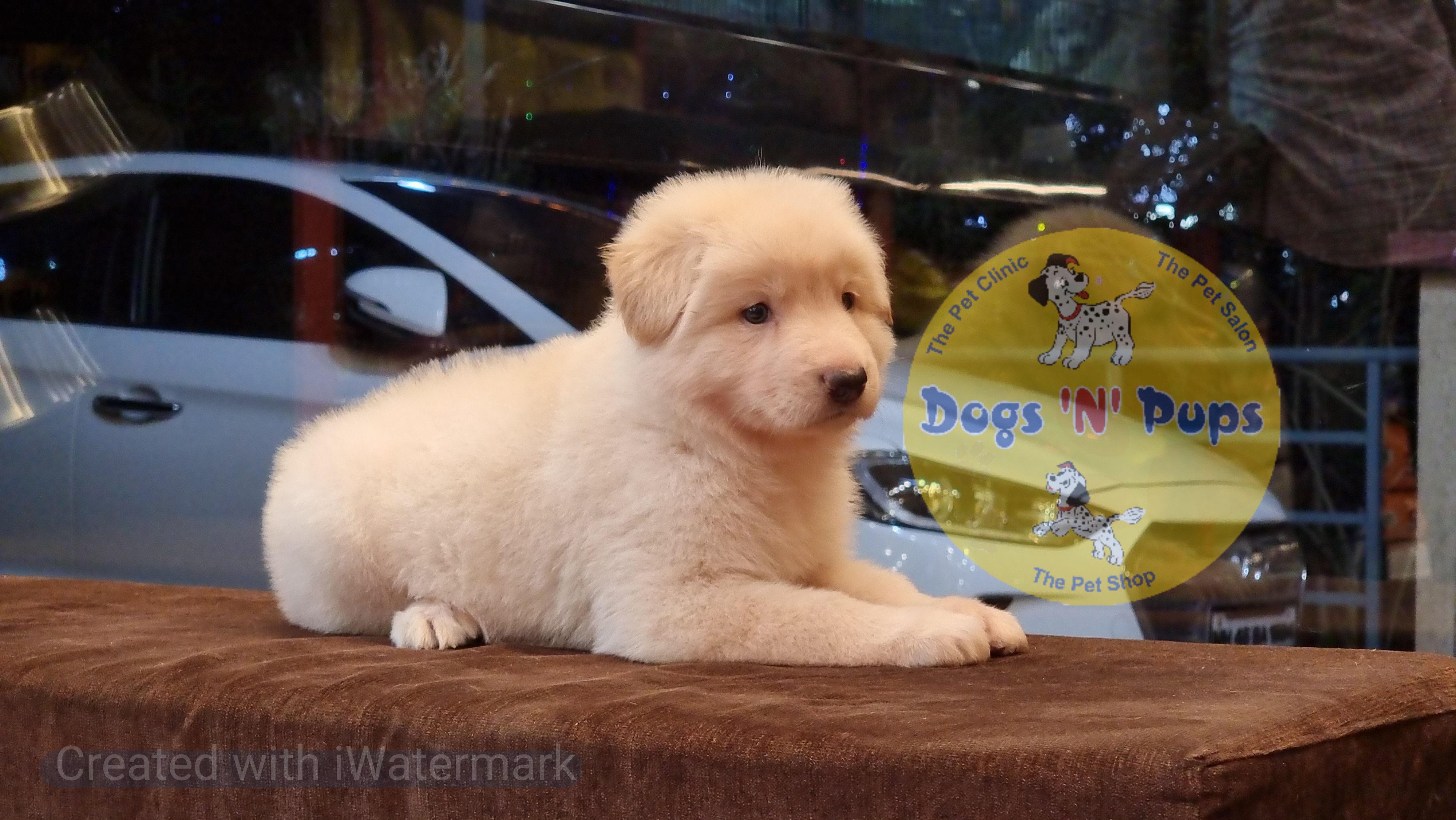 German shepherd  White image 9