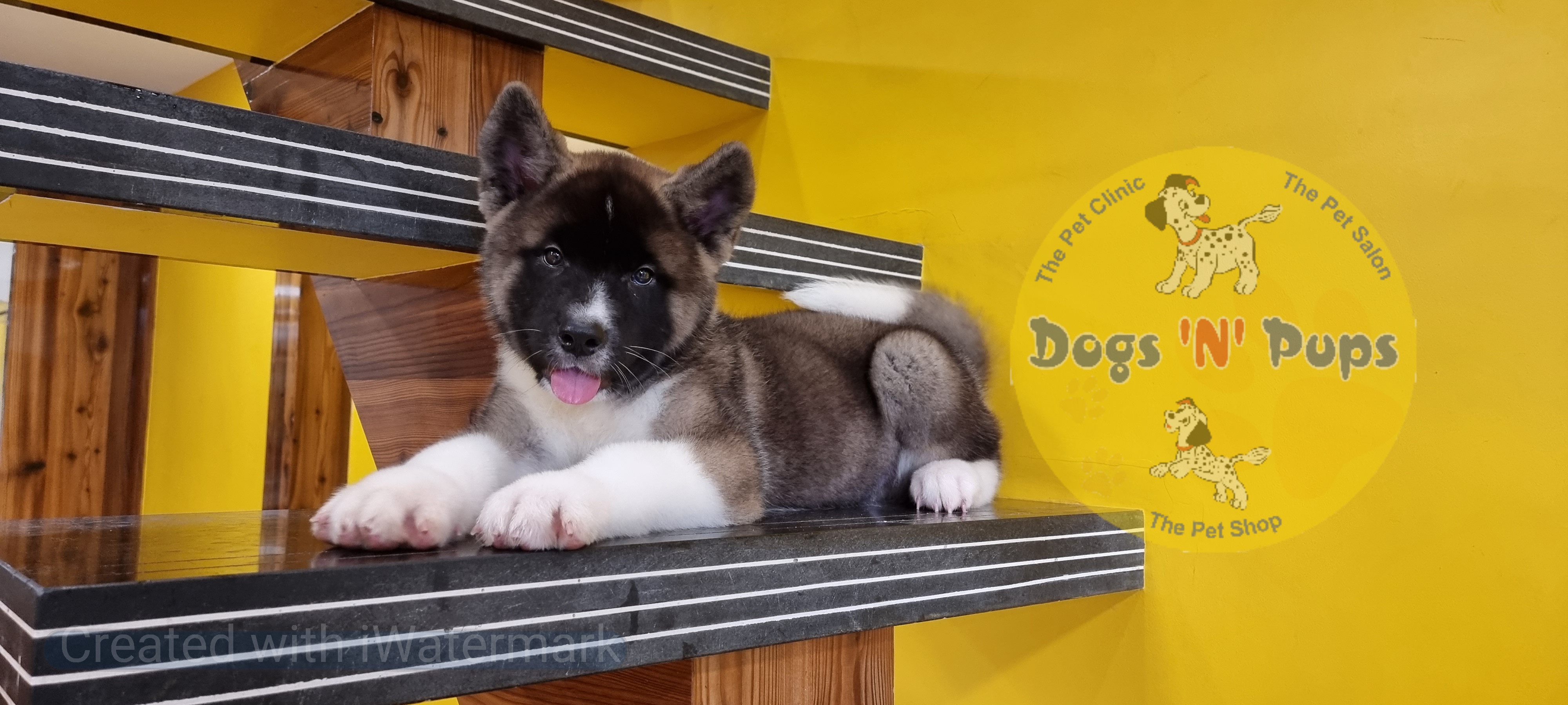 American Akita  image 3