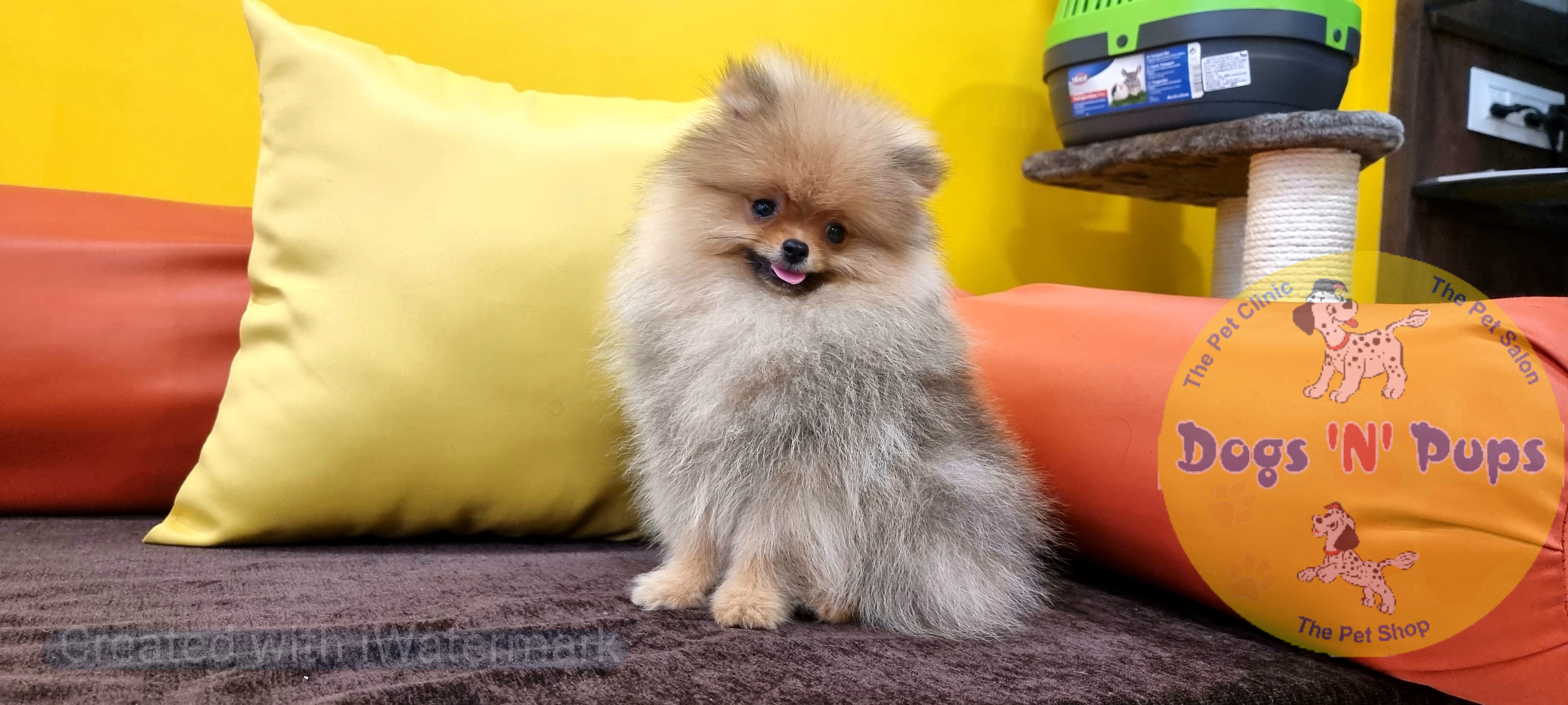 Toy pomeranian  image 7