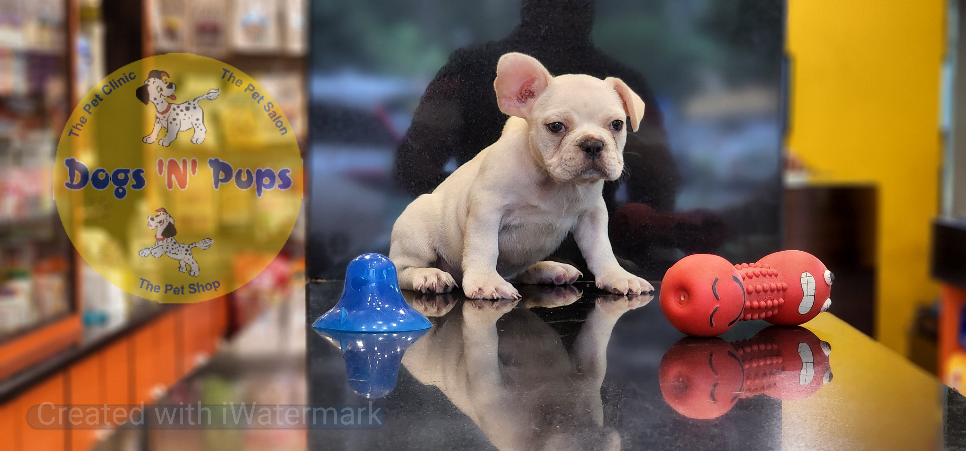 French bulldog  image 2