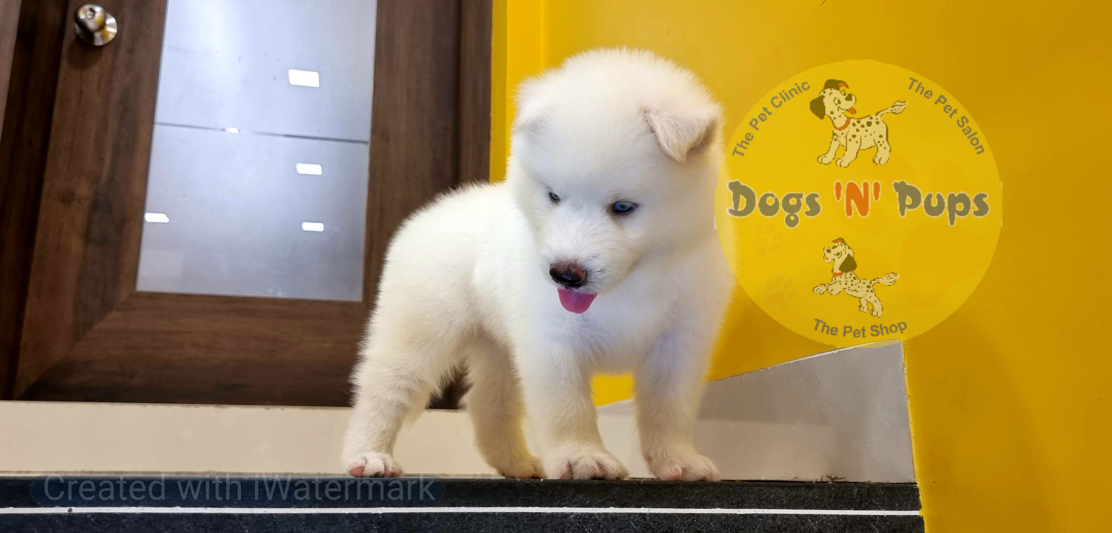 Siberian husky  image 4