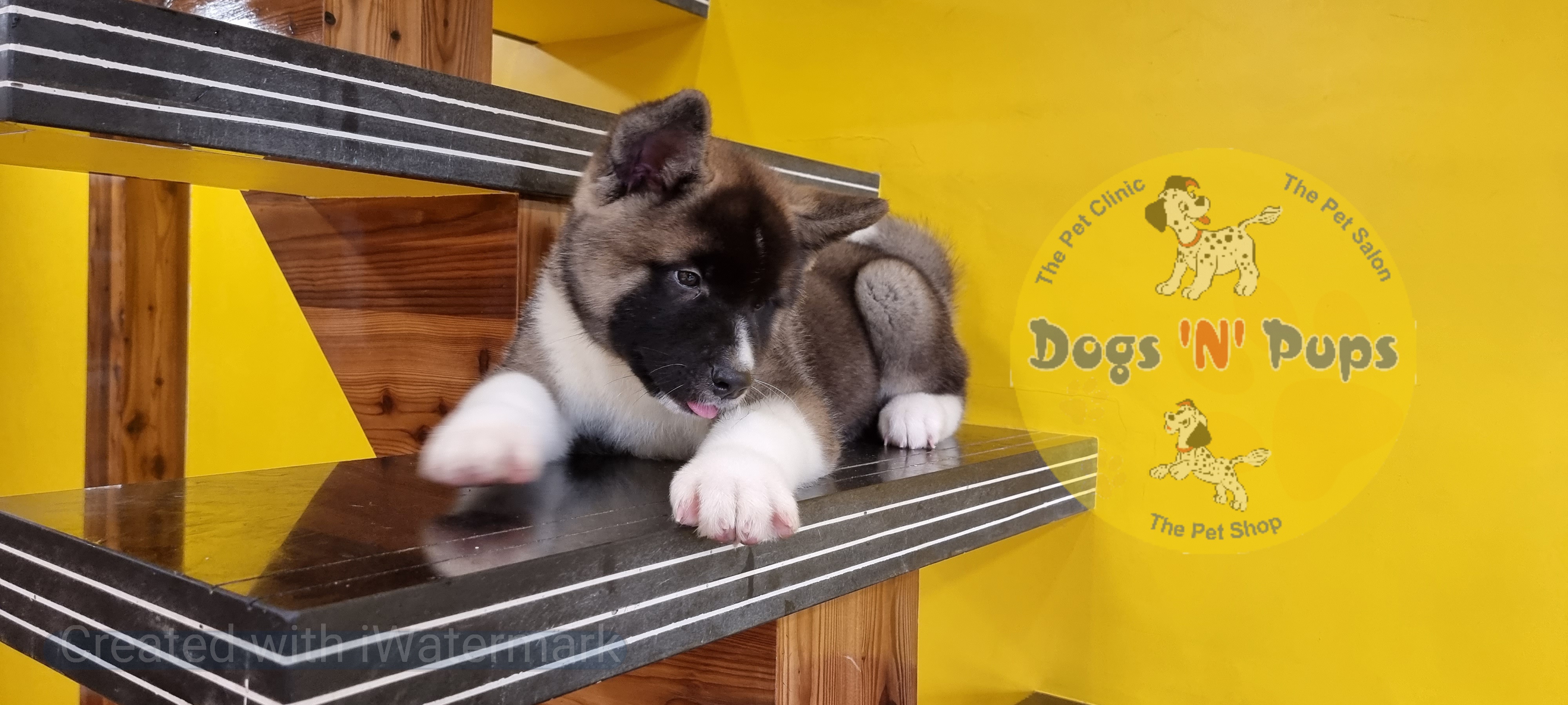 American Akita  image 4