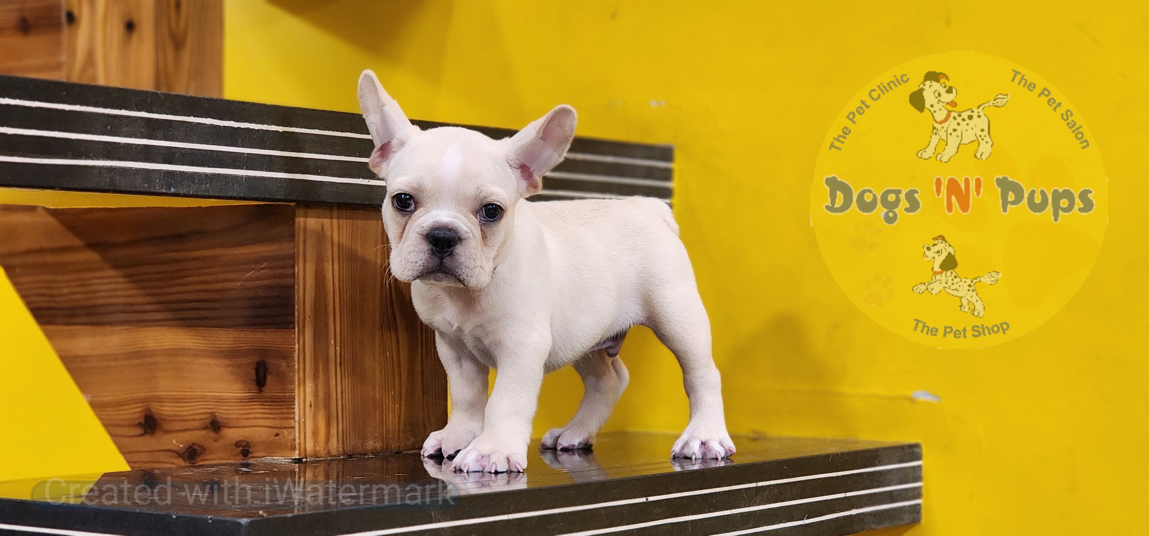 French bulldog  image 6