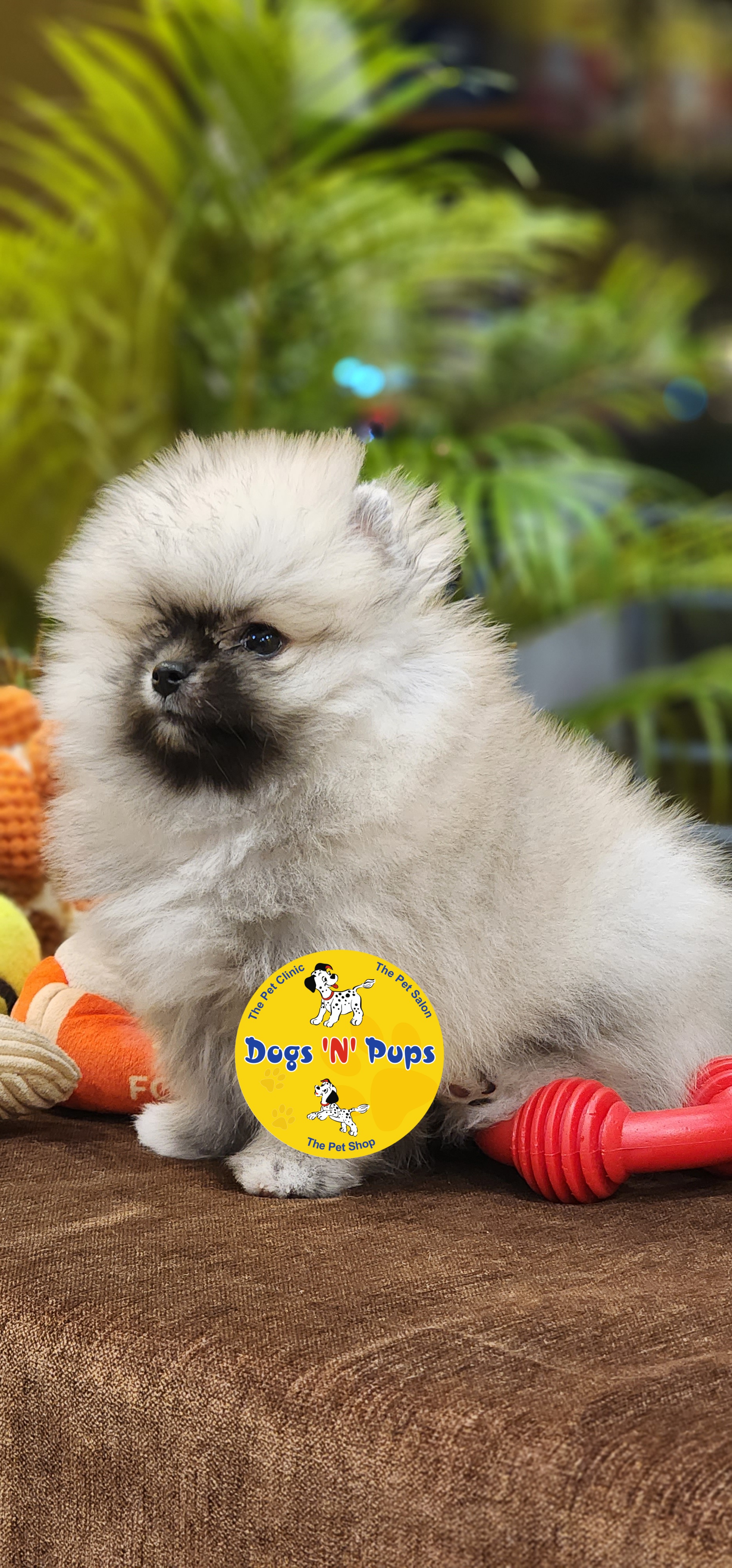 Toy pomeranian  image 2