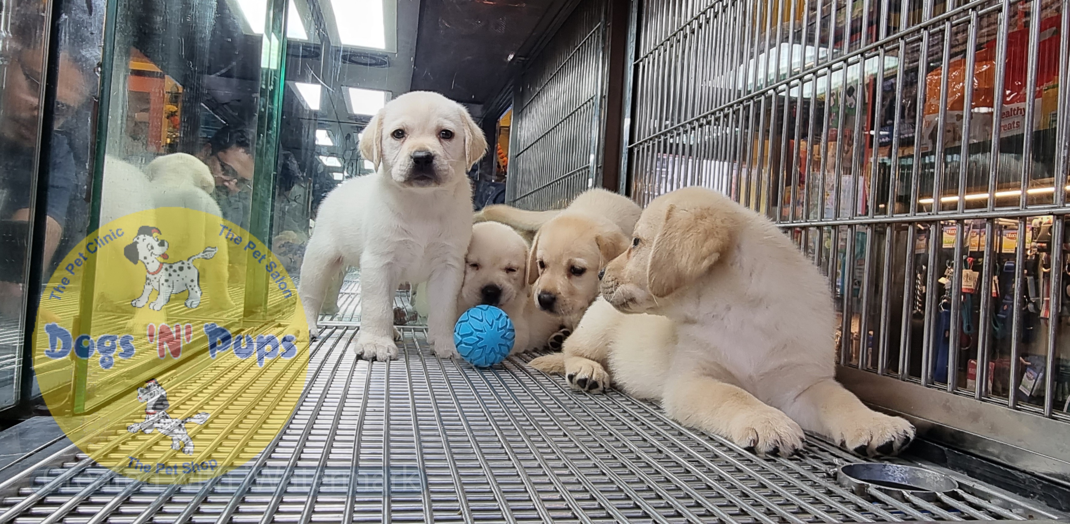 Labrador puppies  image 9