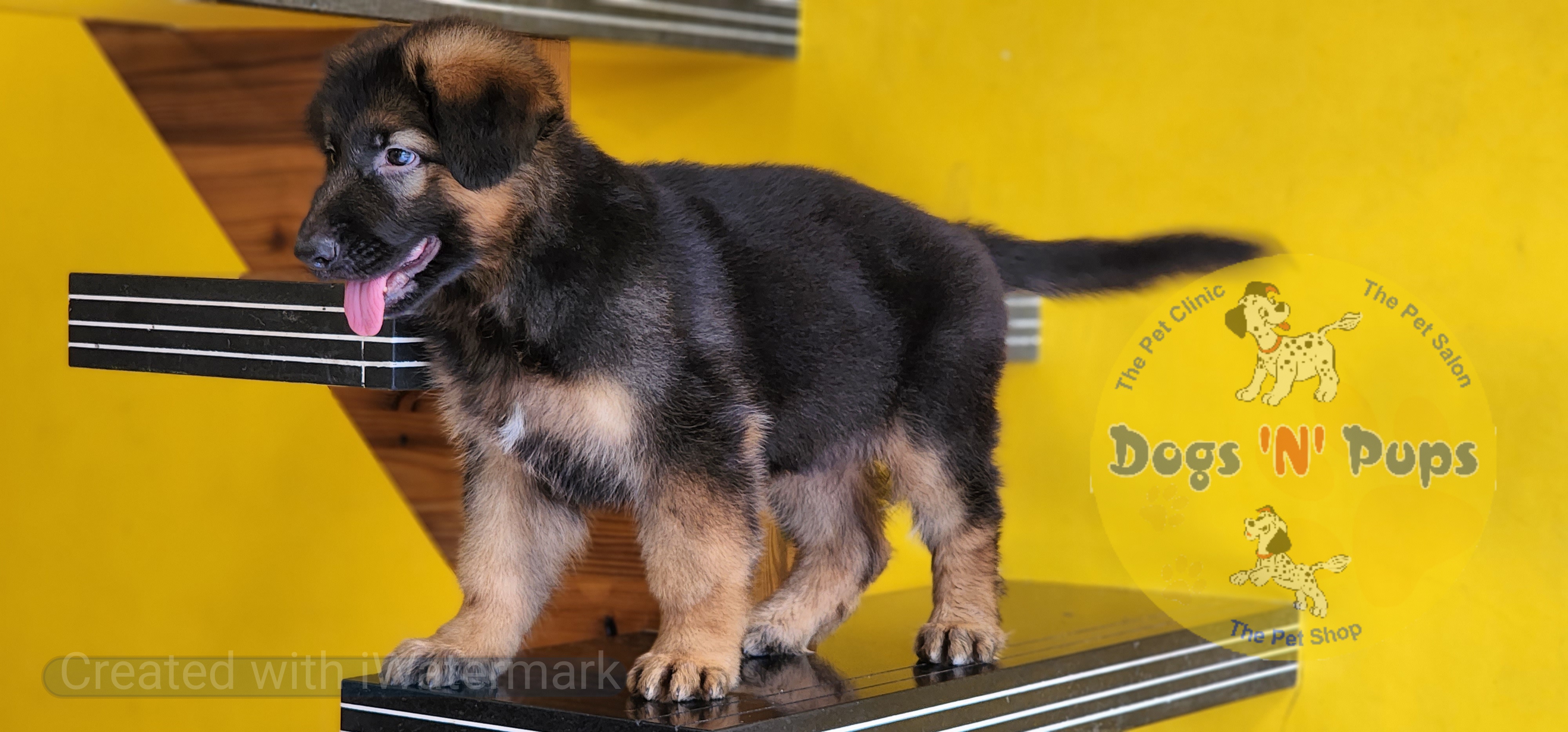 German shepherd  image 3