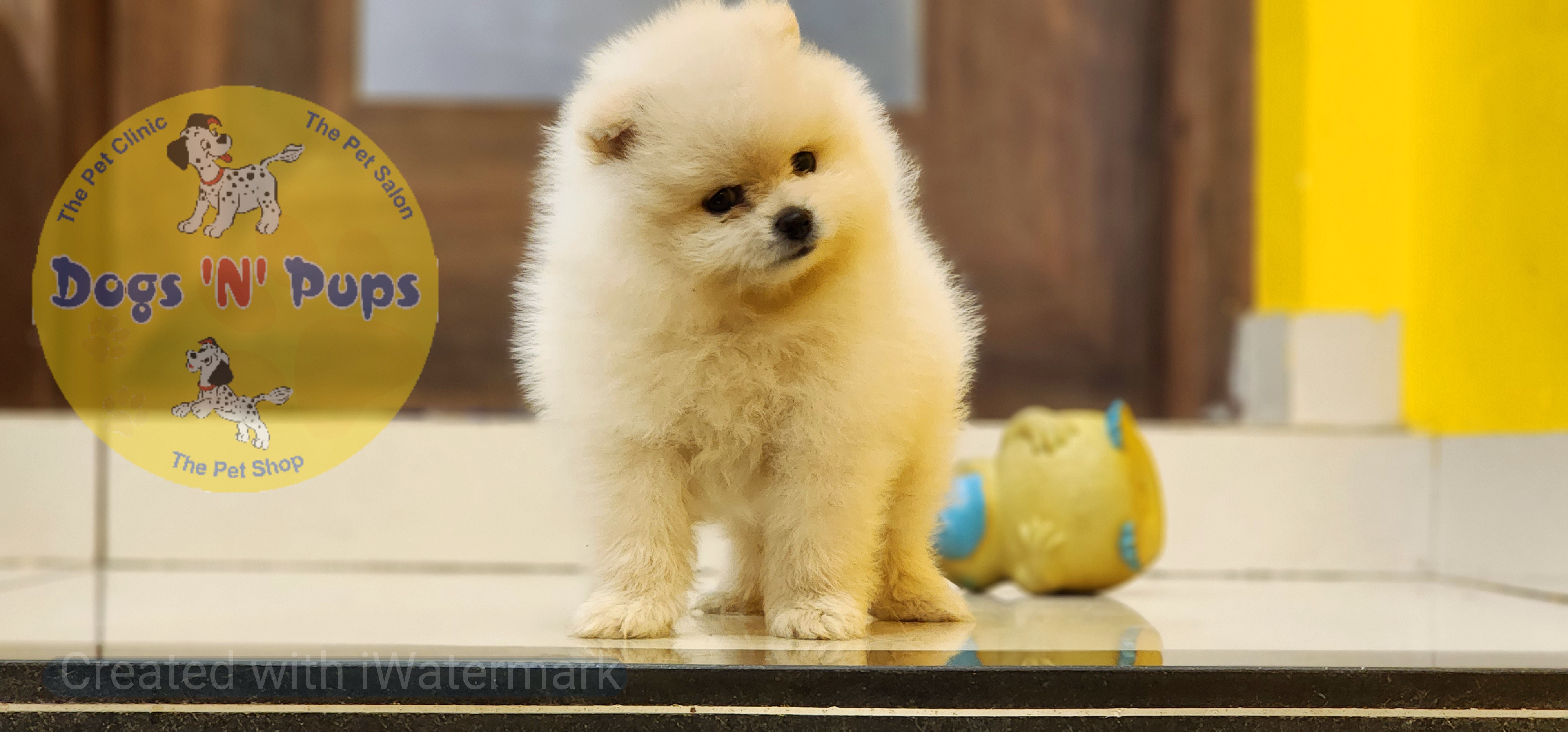 Toy pomeranian  image 6