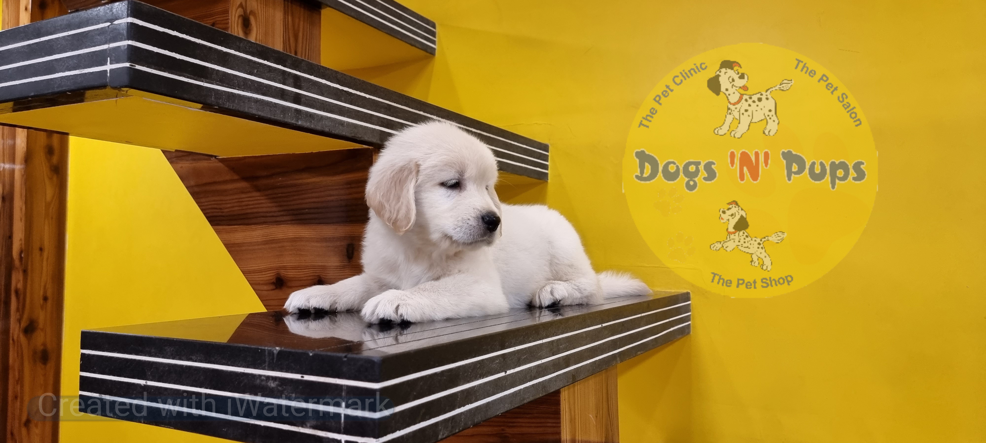 Golden retriever female puppy image 8