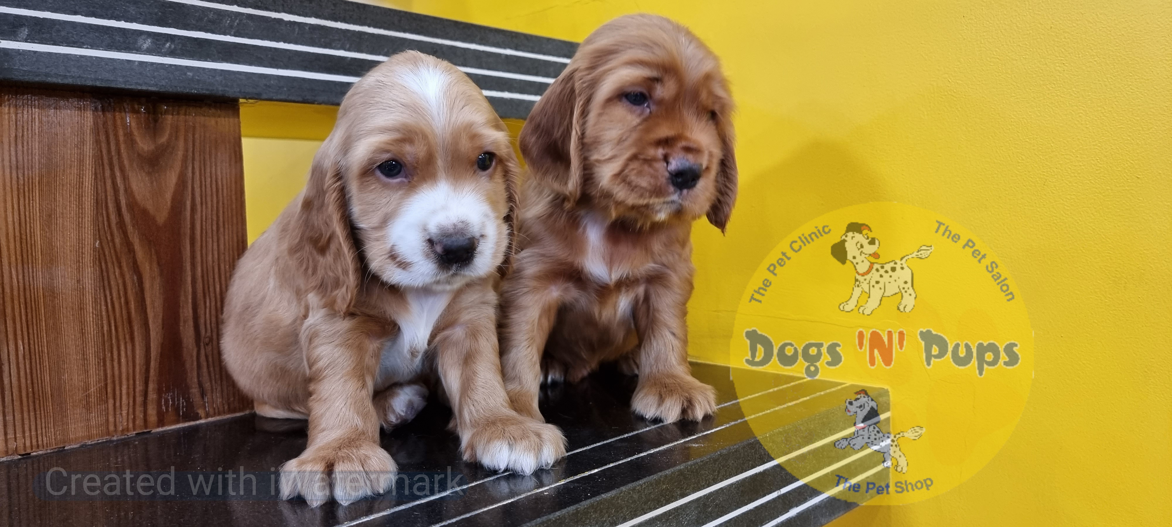 Cocker spaniel  image 5