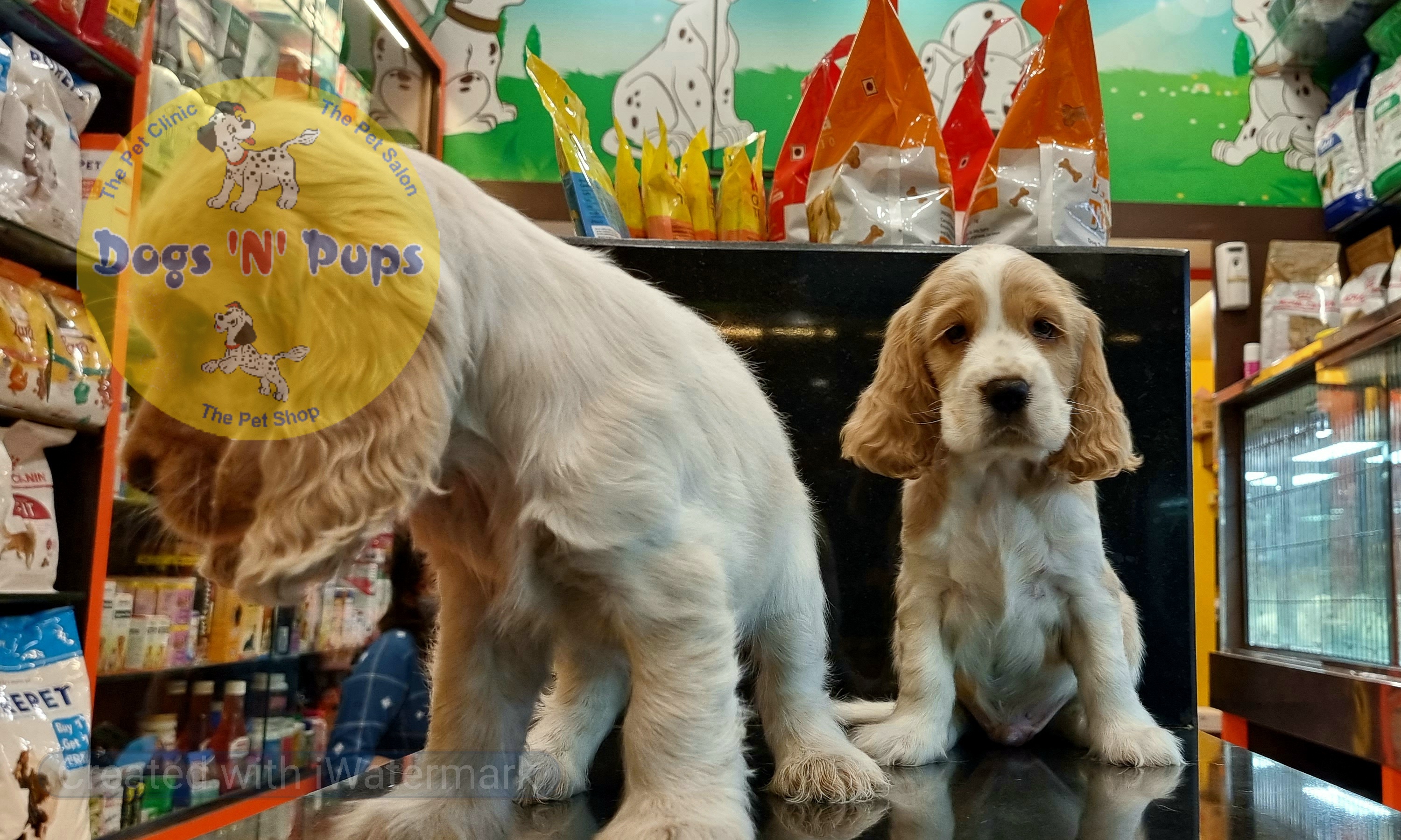 Cocker spaniel puppies  image 7